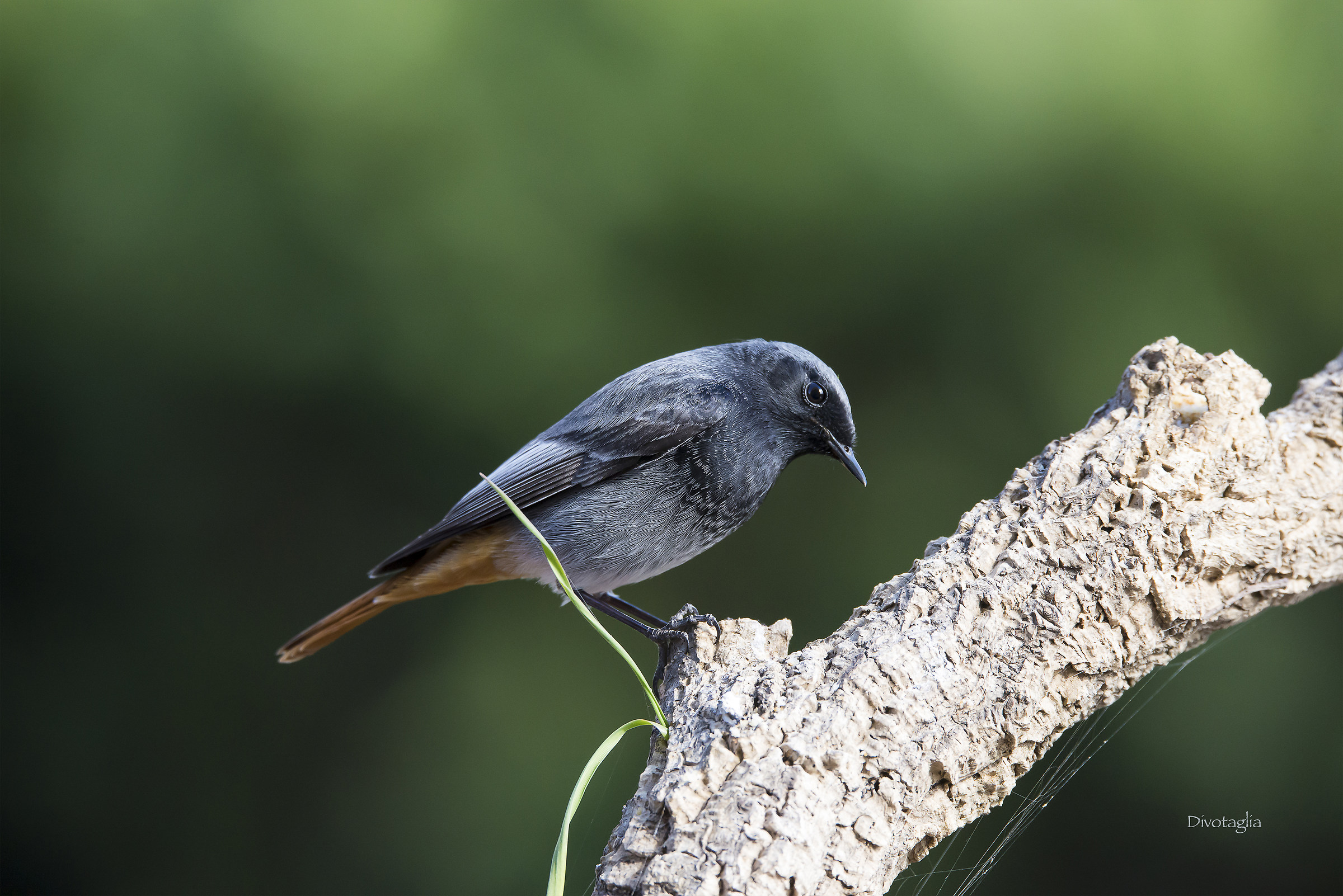 the black redstart male