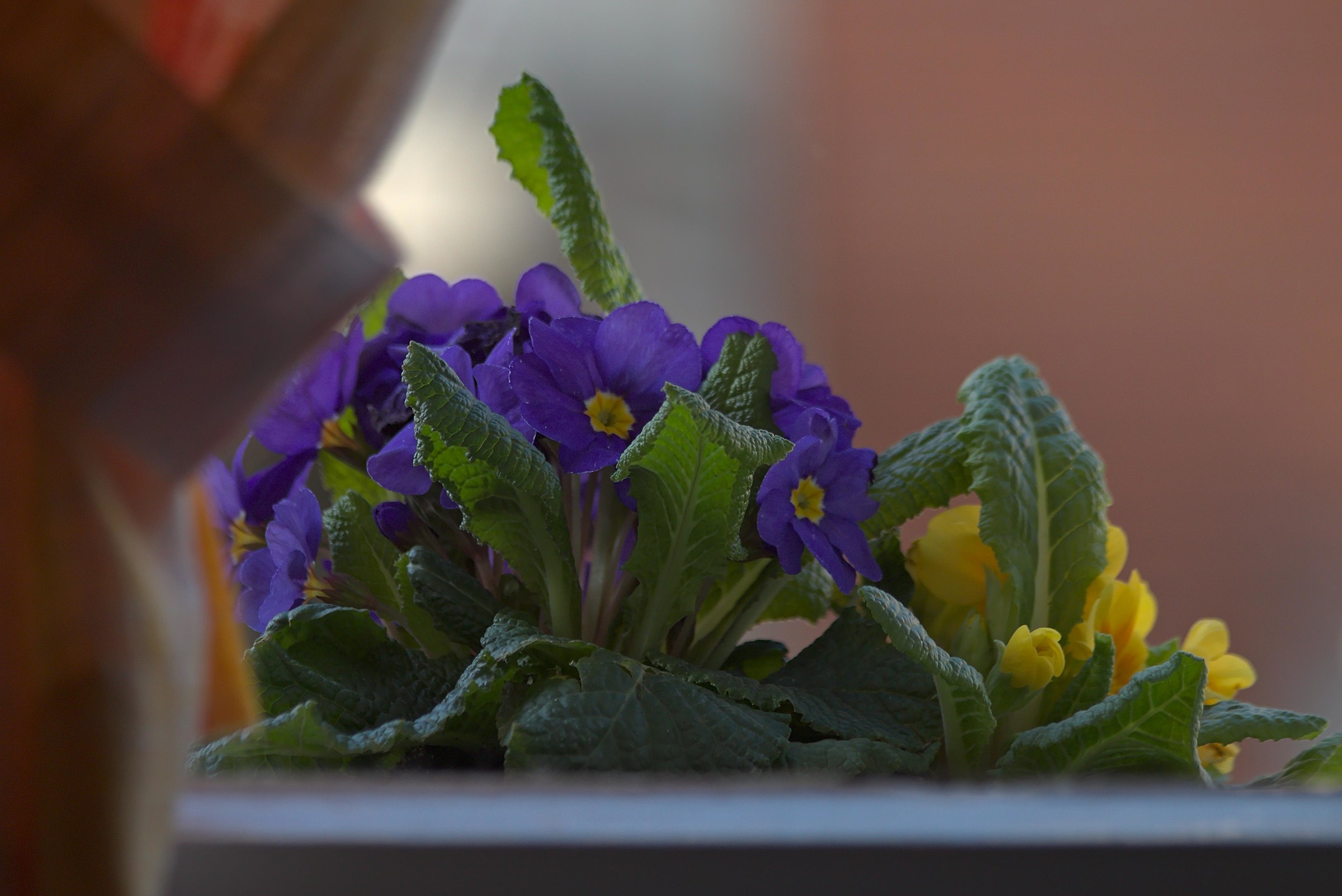 Sentore di primavera.........