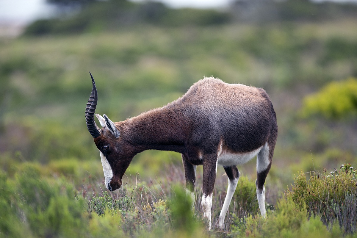 Antilope del capo