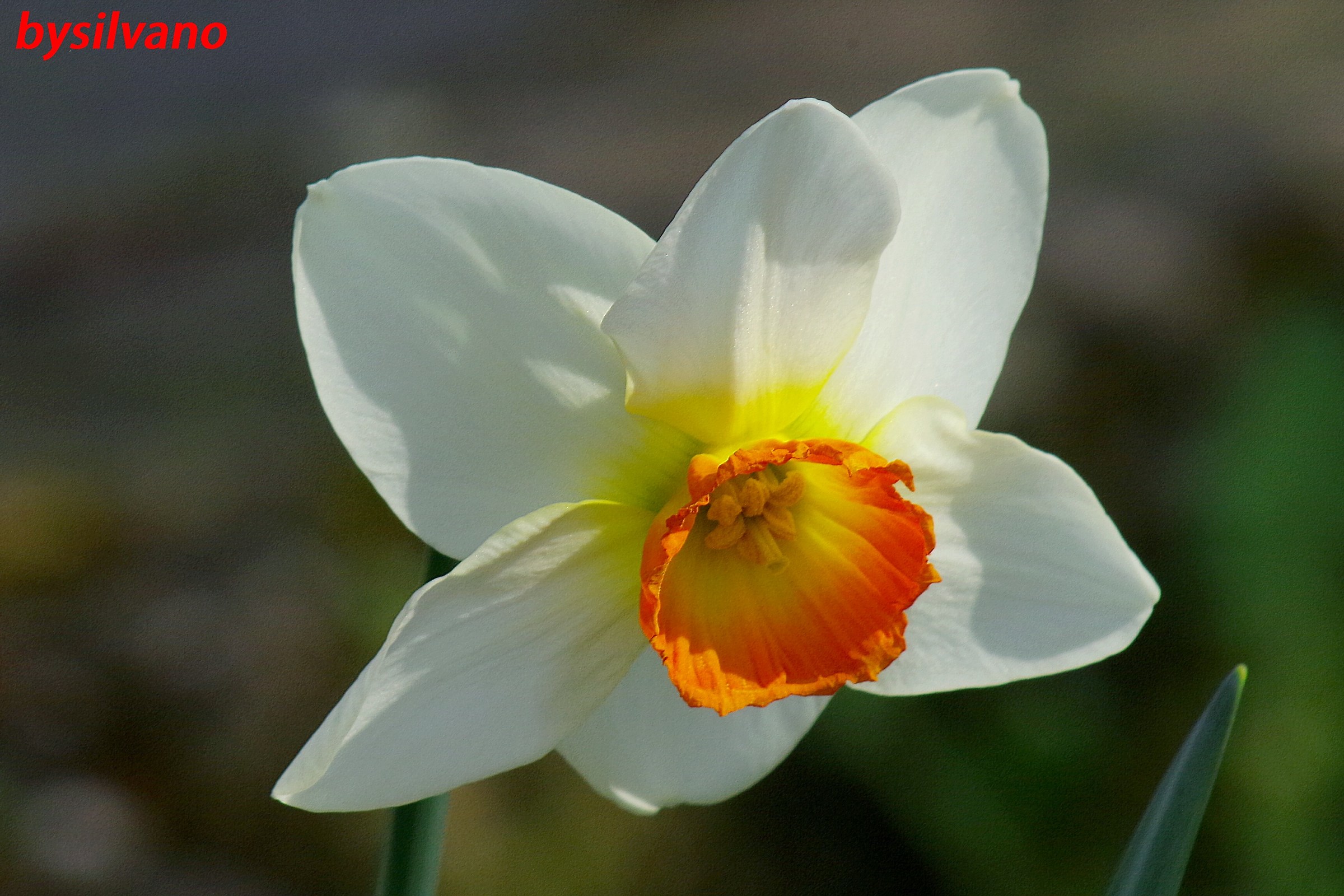 narcissus