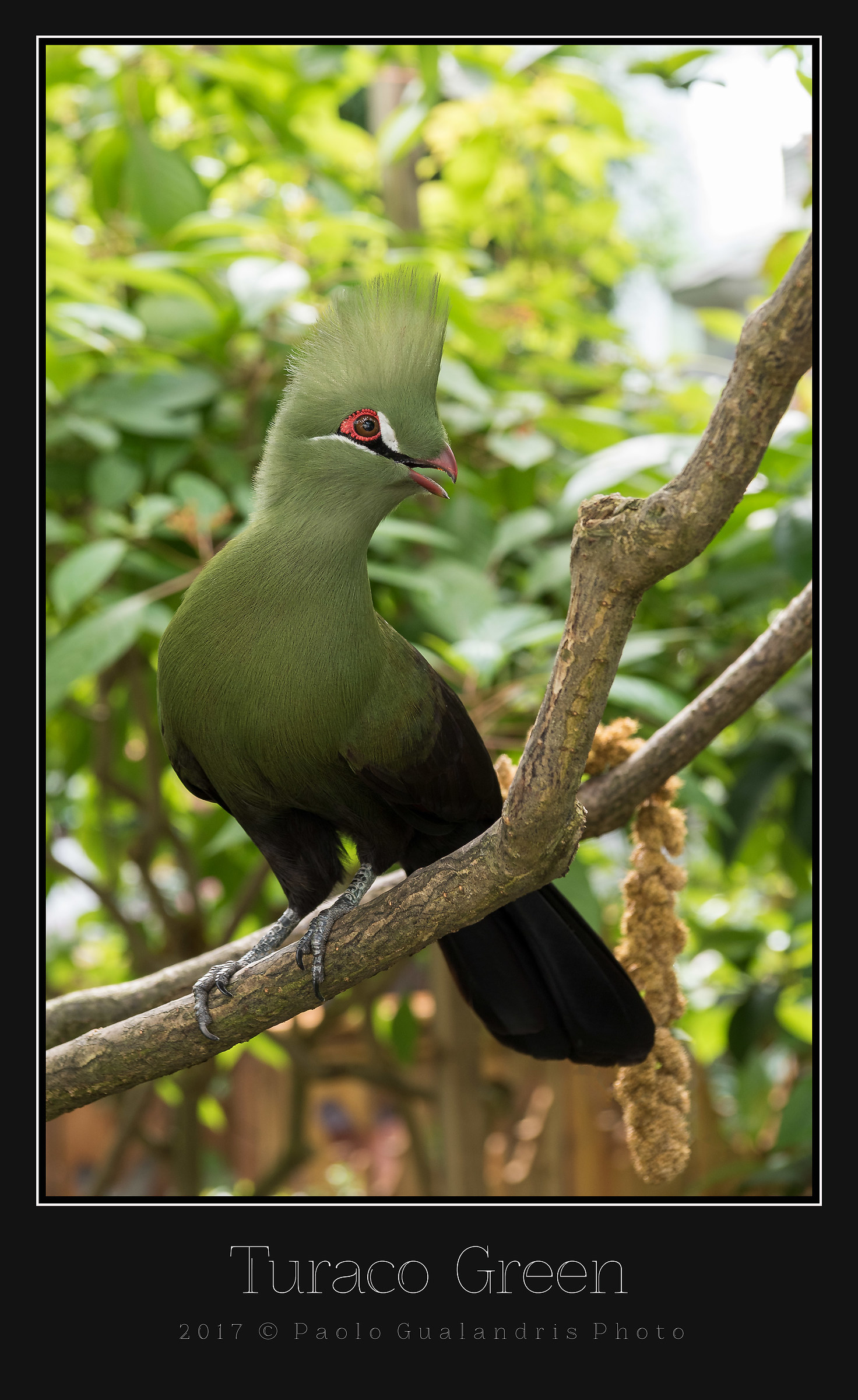 Turaco Green