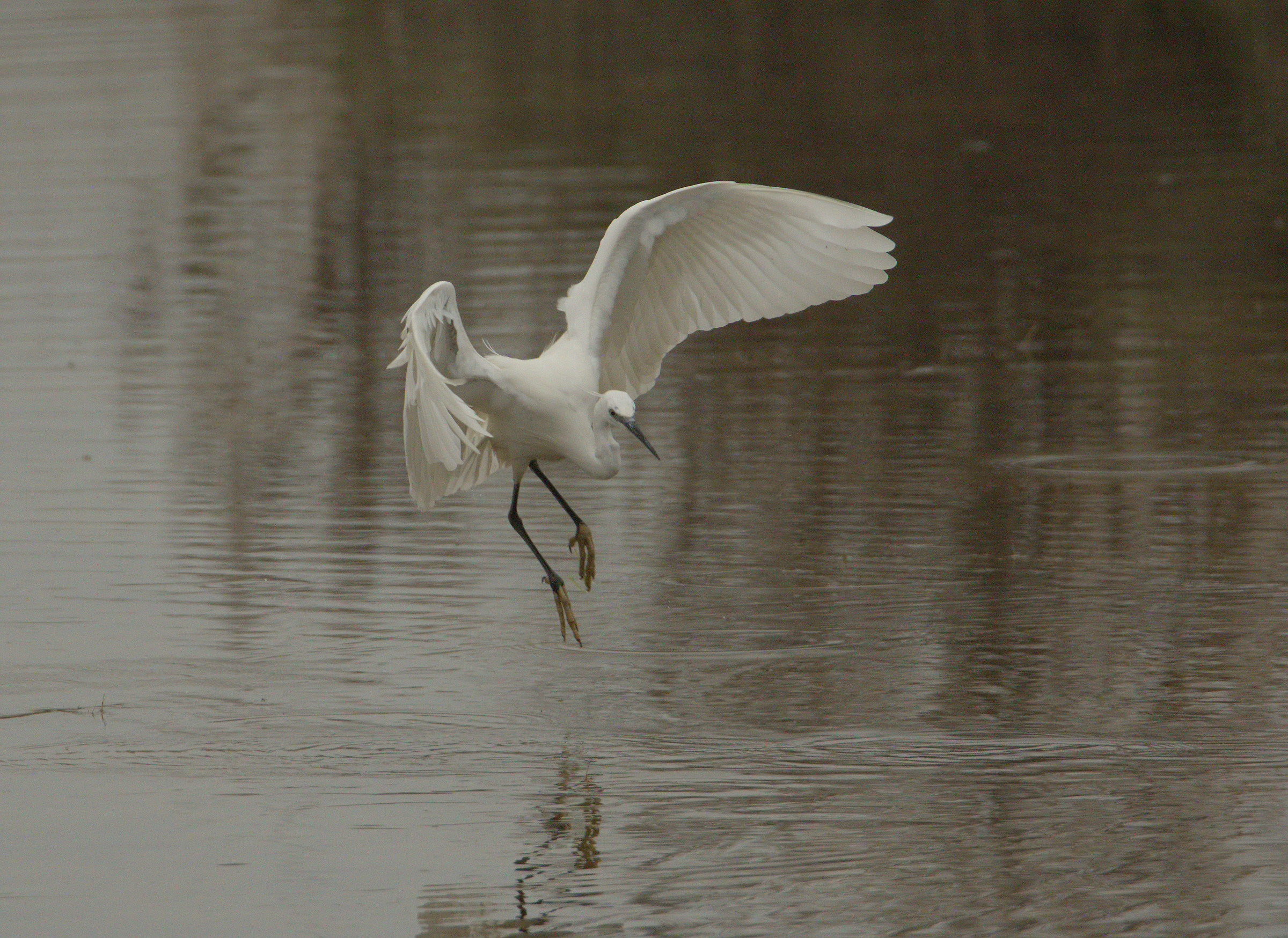 egret