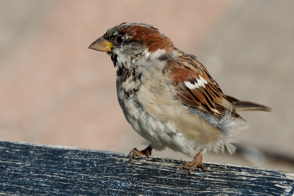 Passer domesticus