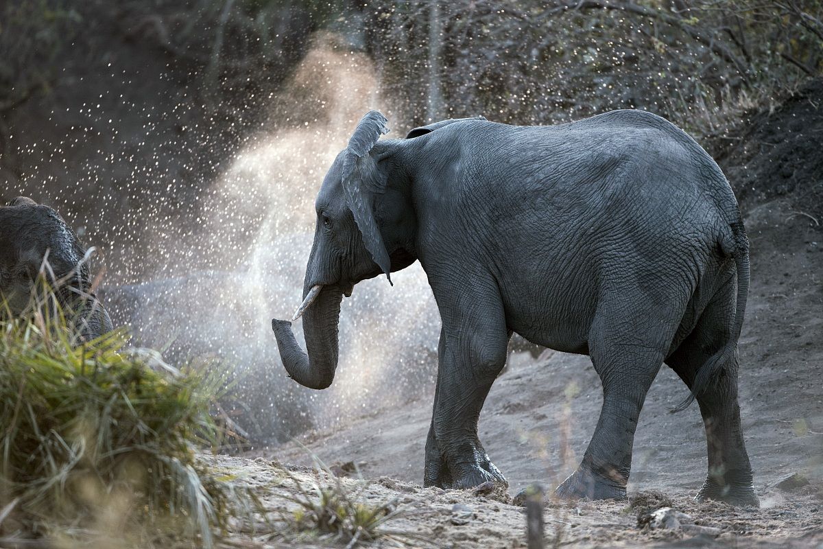 Elefante a... vapore