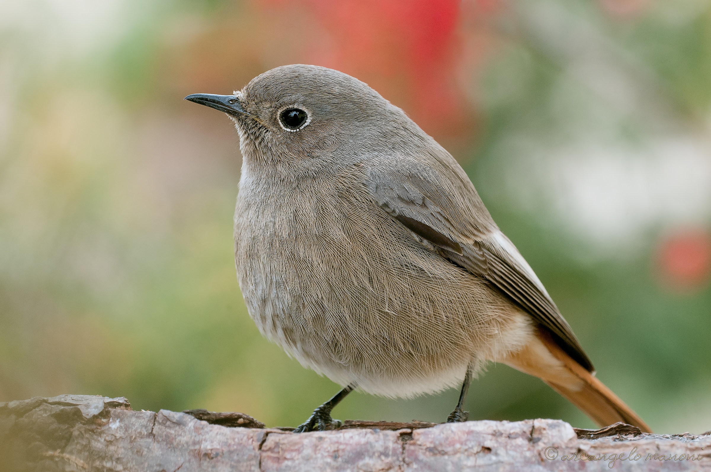 Un codirosso del 10 marzo 2013
