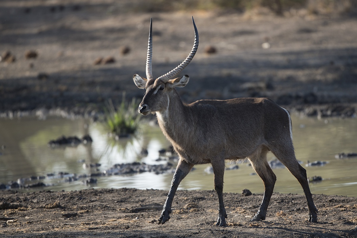 Antilope d'acqua