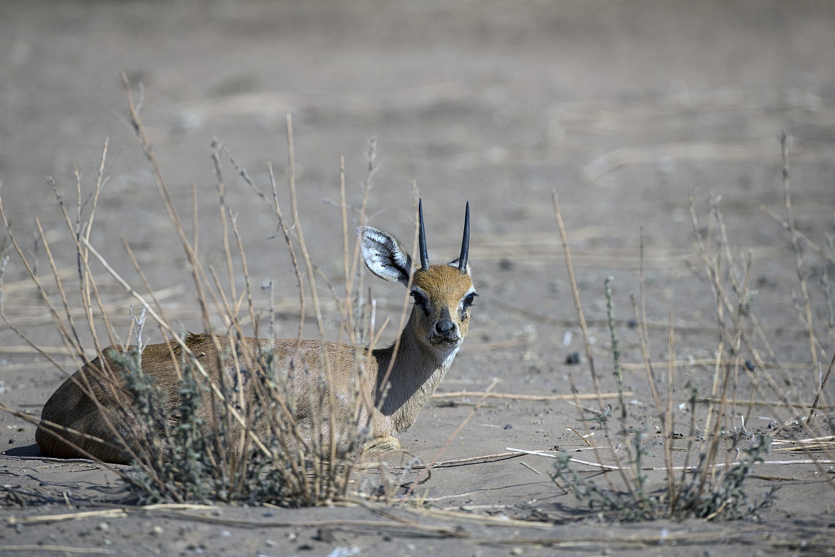 Duiker