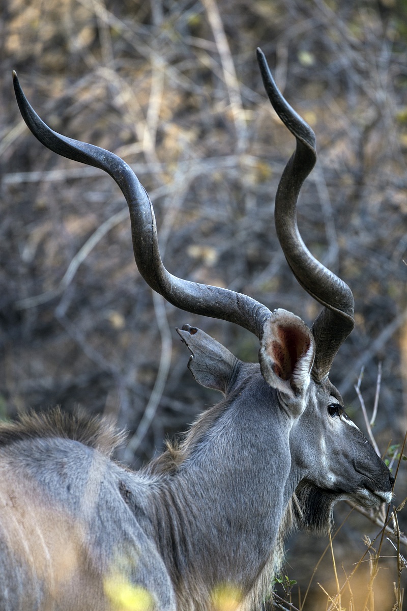 Kudu maggiore maschio