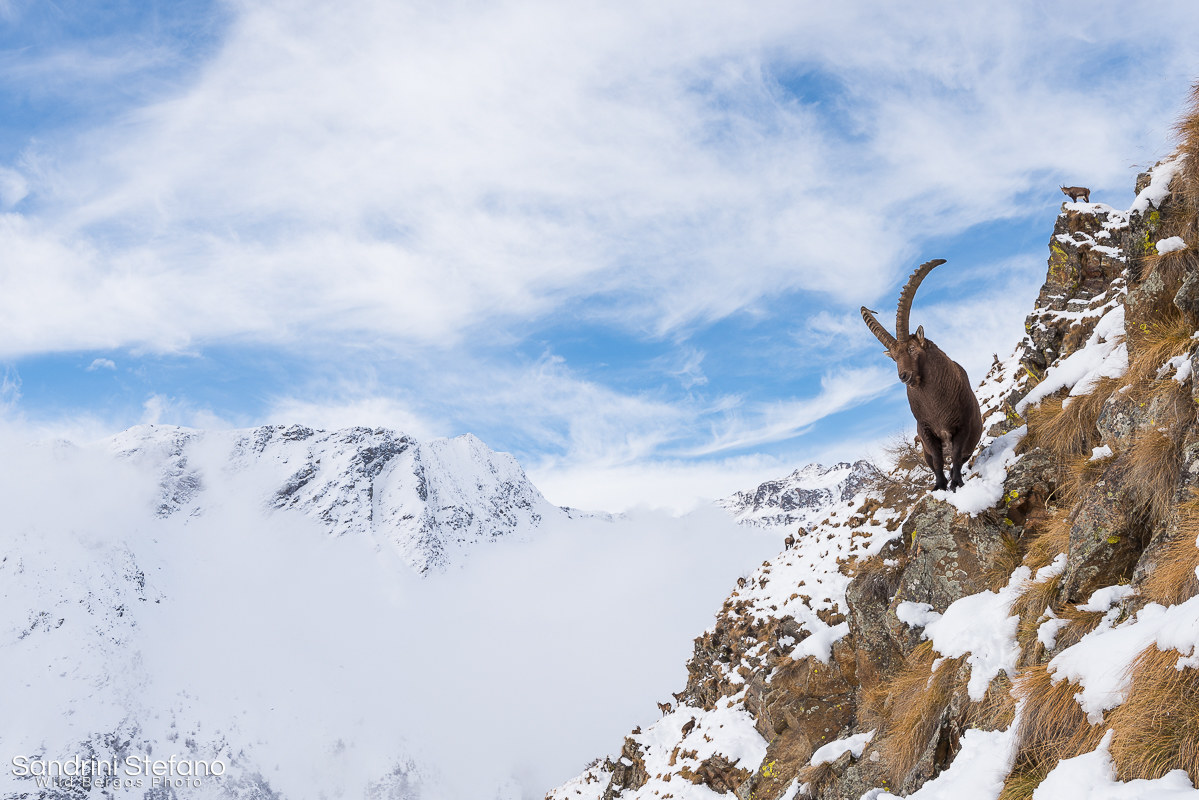 The Ibex, his harem, and its valley
