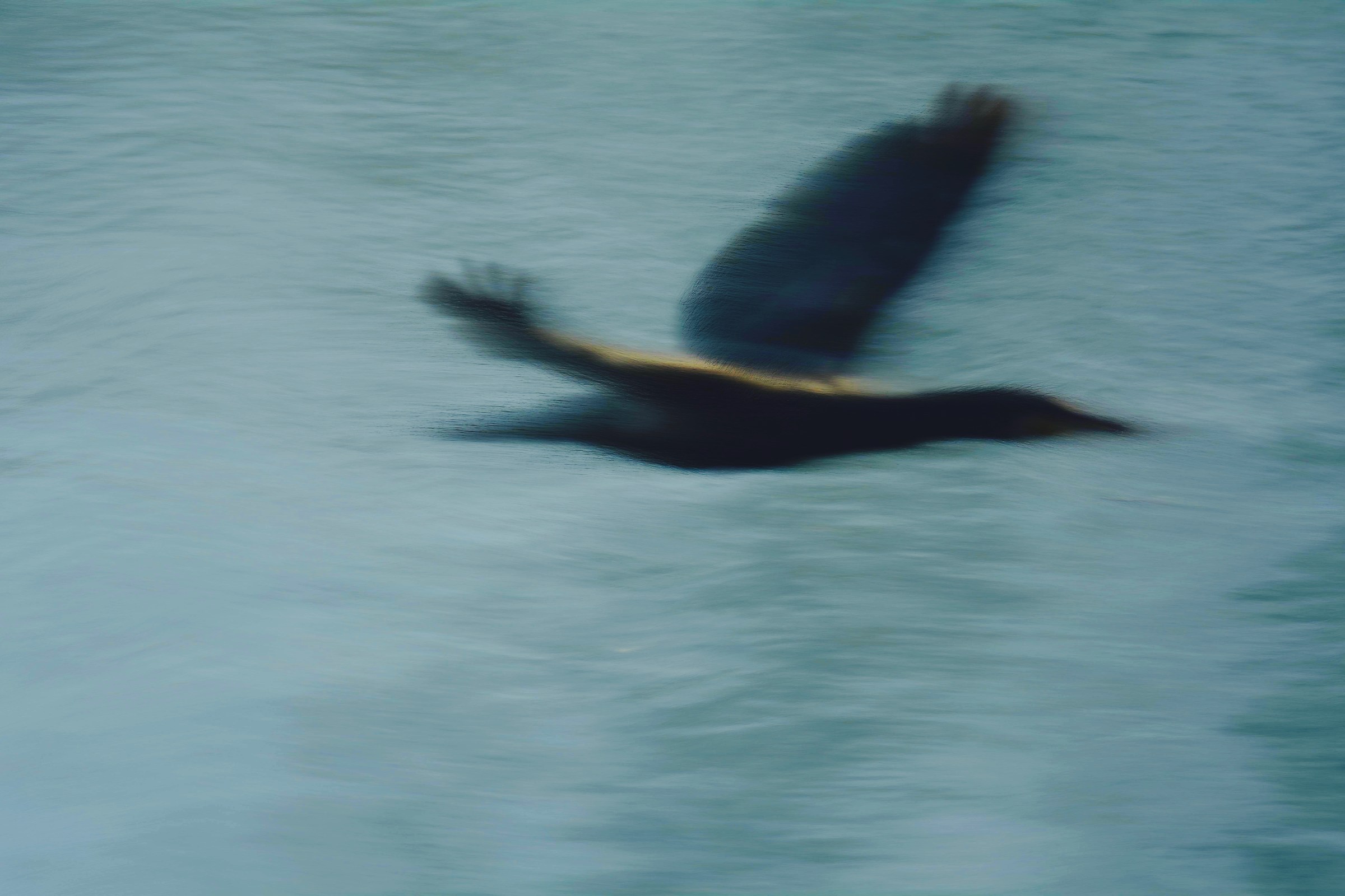 Il piccolo anatroccolo...