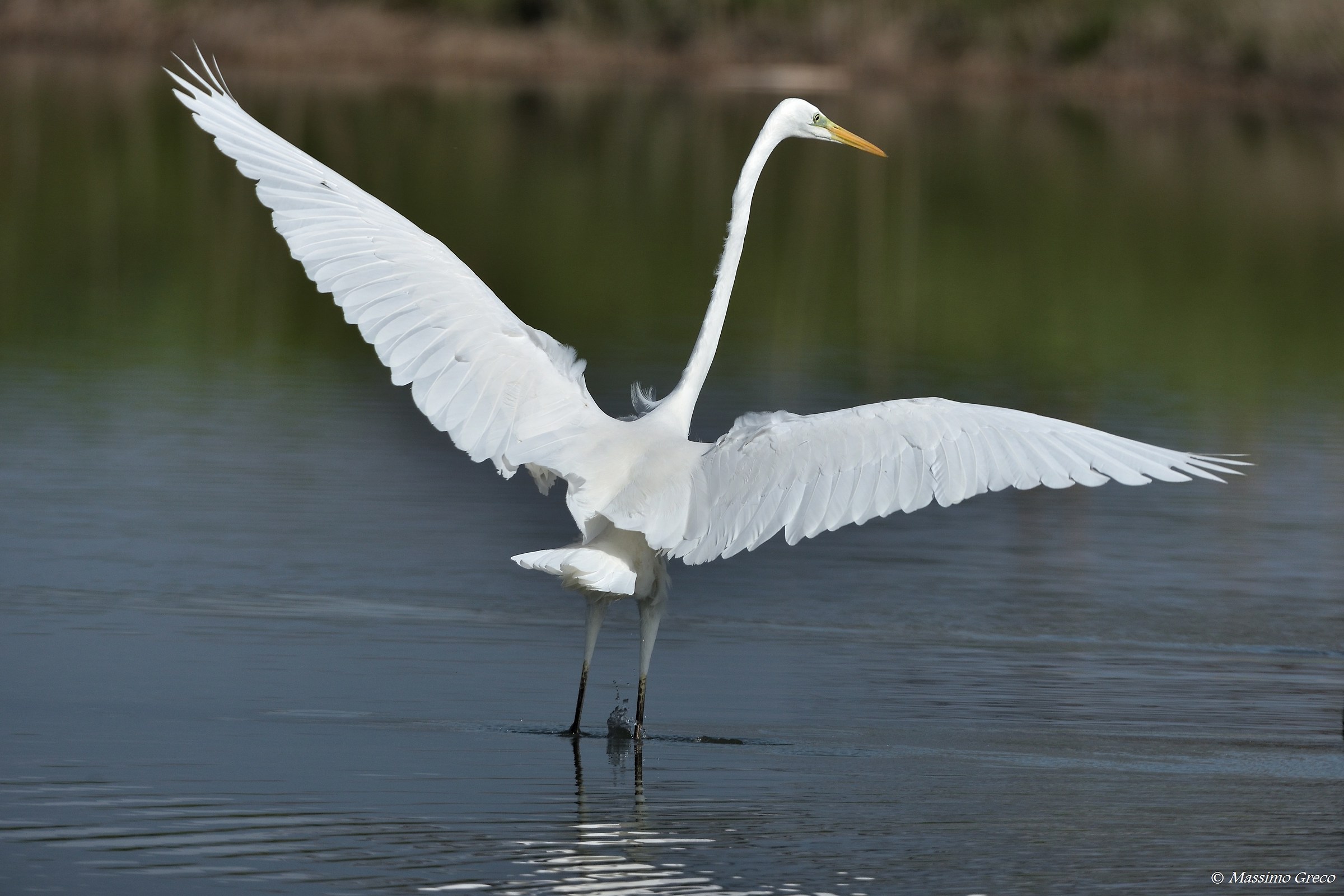 Airone bianco maggiore