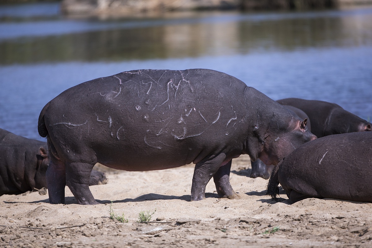 Ippopotamo che ha fatto conoscenza con i leoni