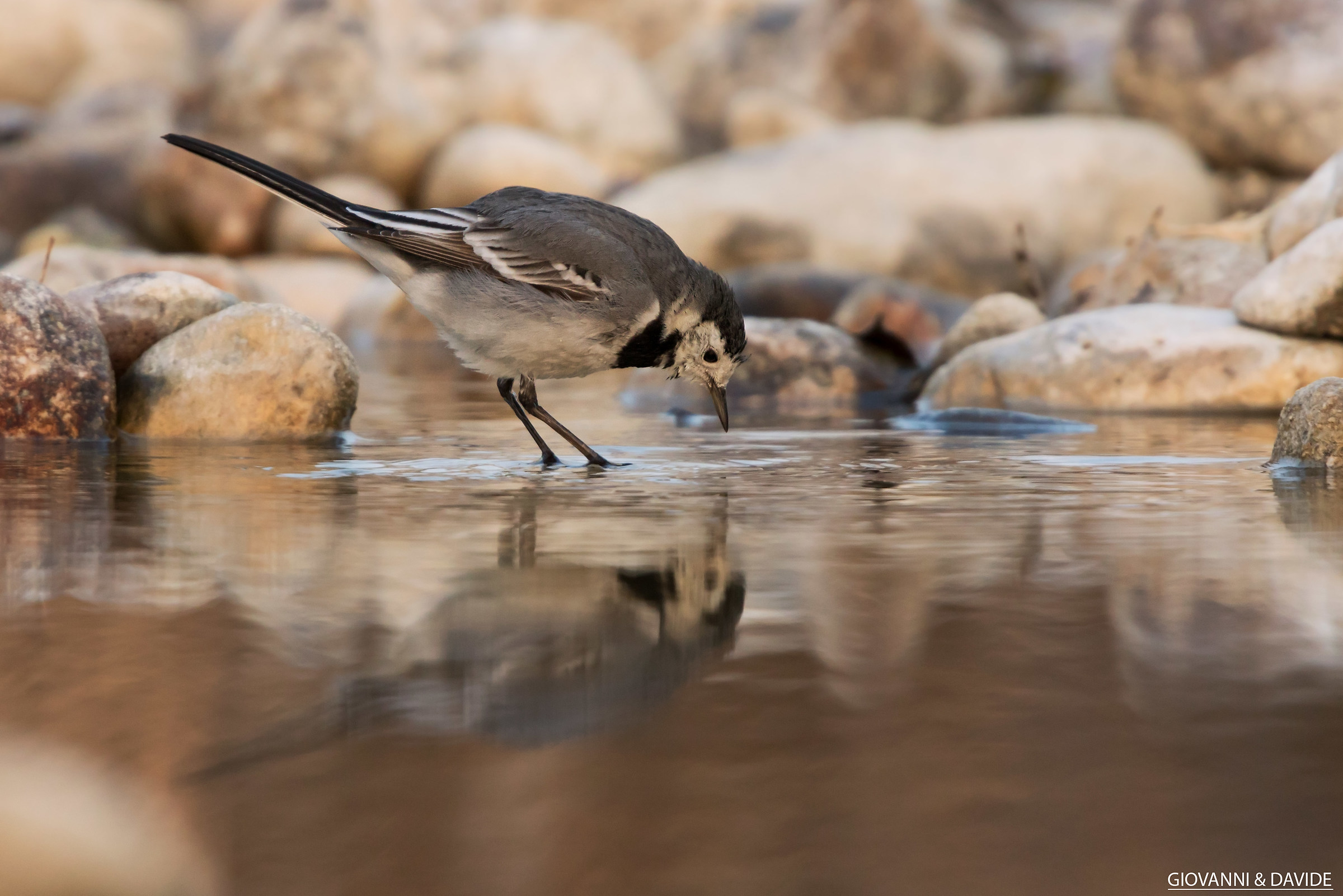 ballerina allo specchio
