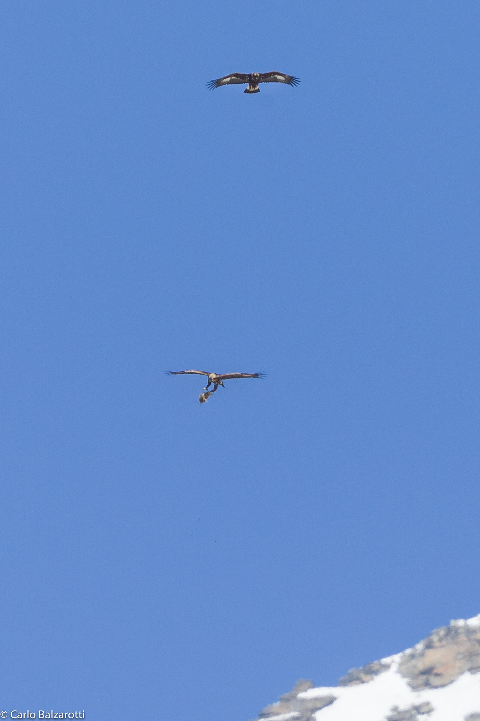 golden eagle exchange of prey flying 1: The launch