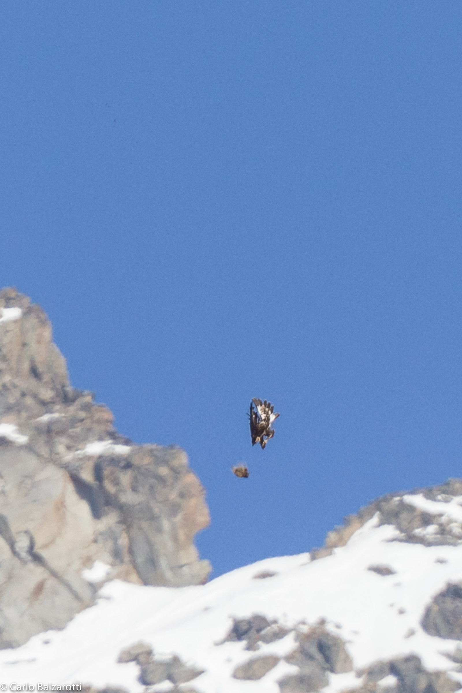 Aquila reale scambio volante di preda 2: In picchiata