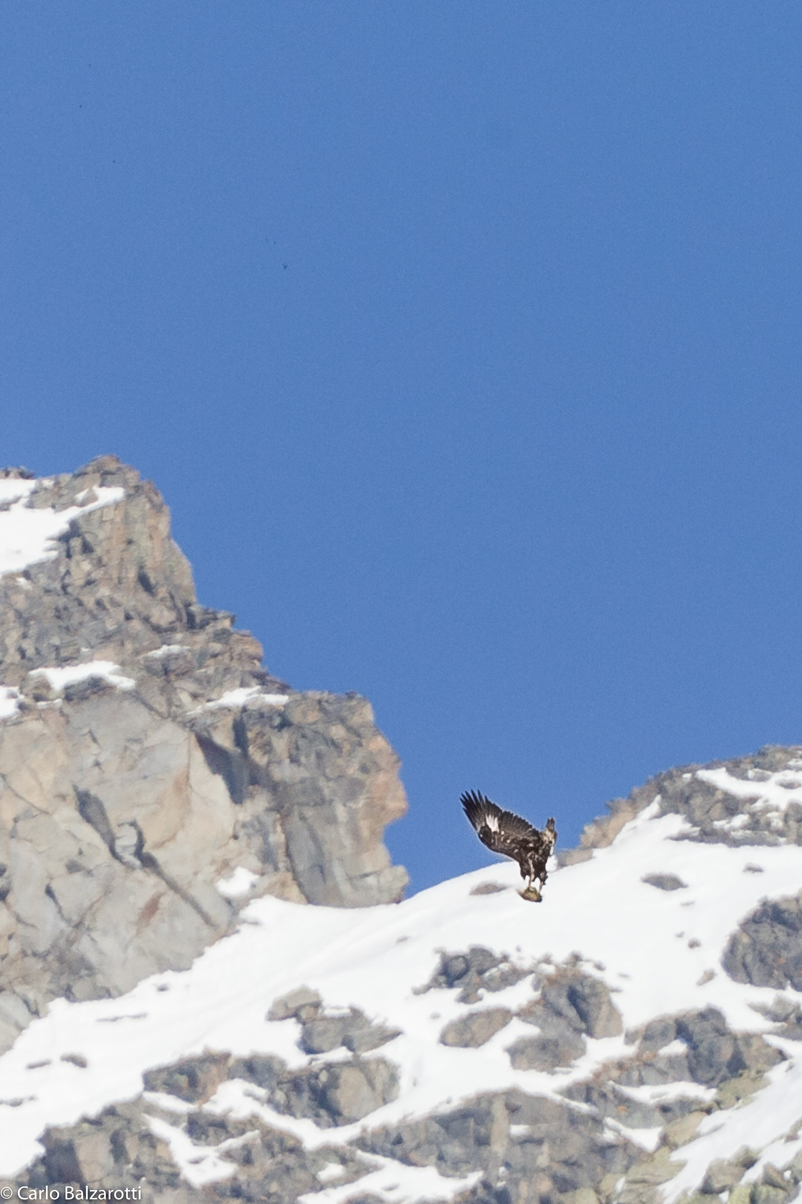 Royal Flying exchange eagle prey 3: Capture in flight