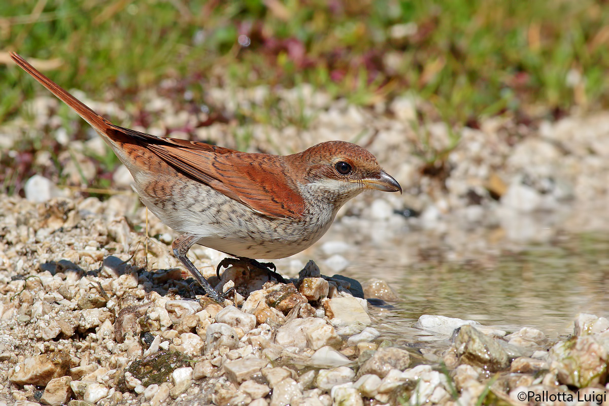 Young shrike (Lanius collurio)