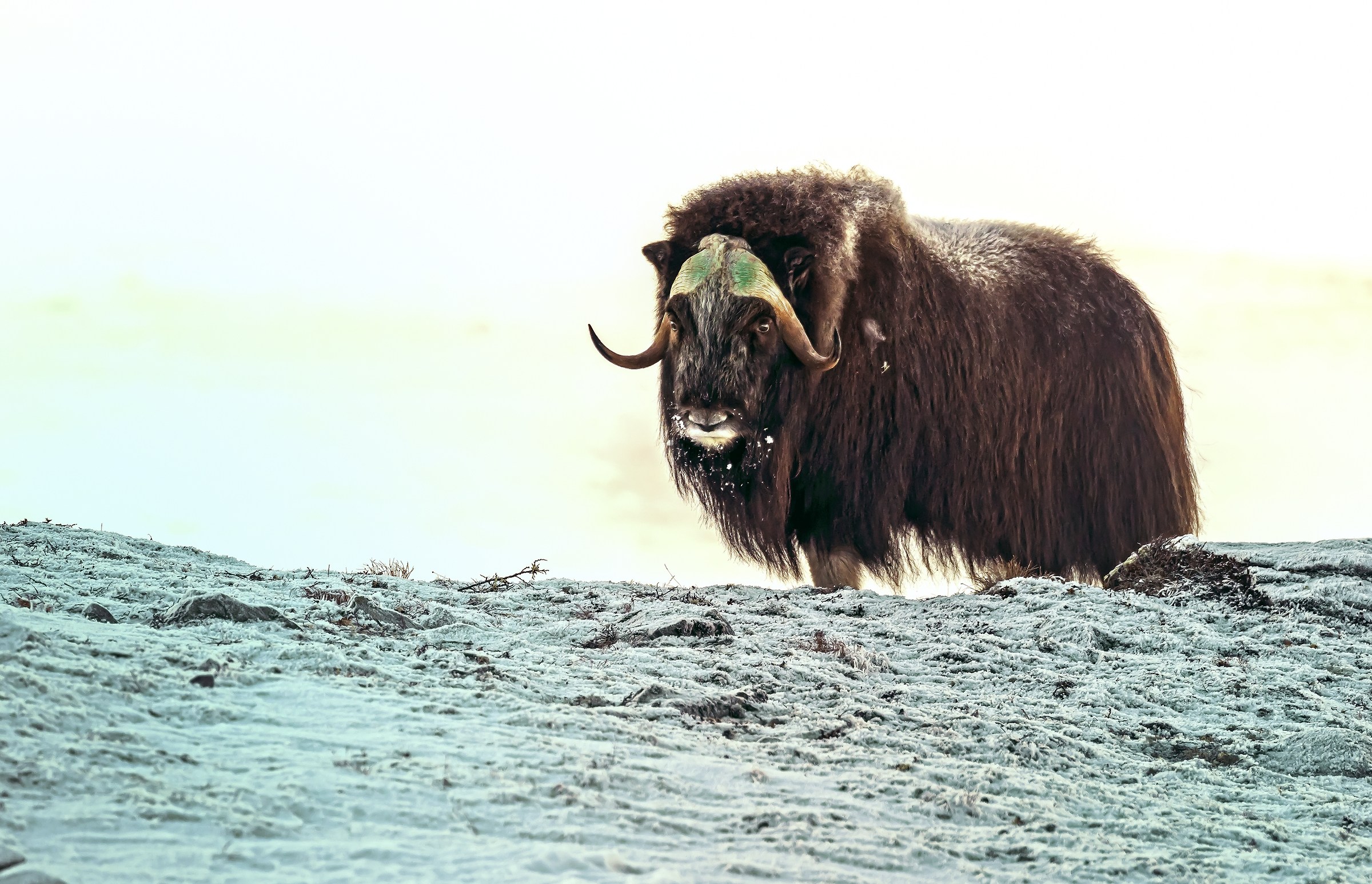 Dovrefjell 2017 - Musk ox, tra il cielo e il gelo