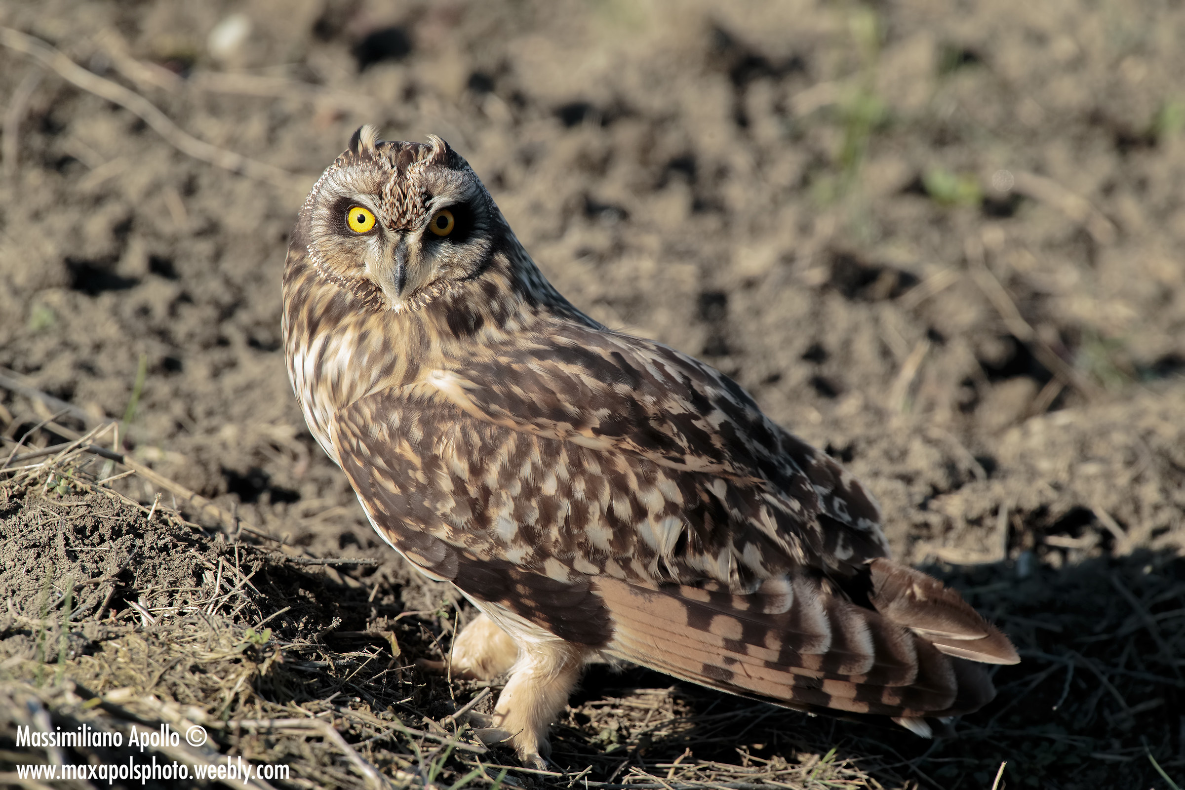 sguardo magnetico...