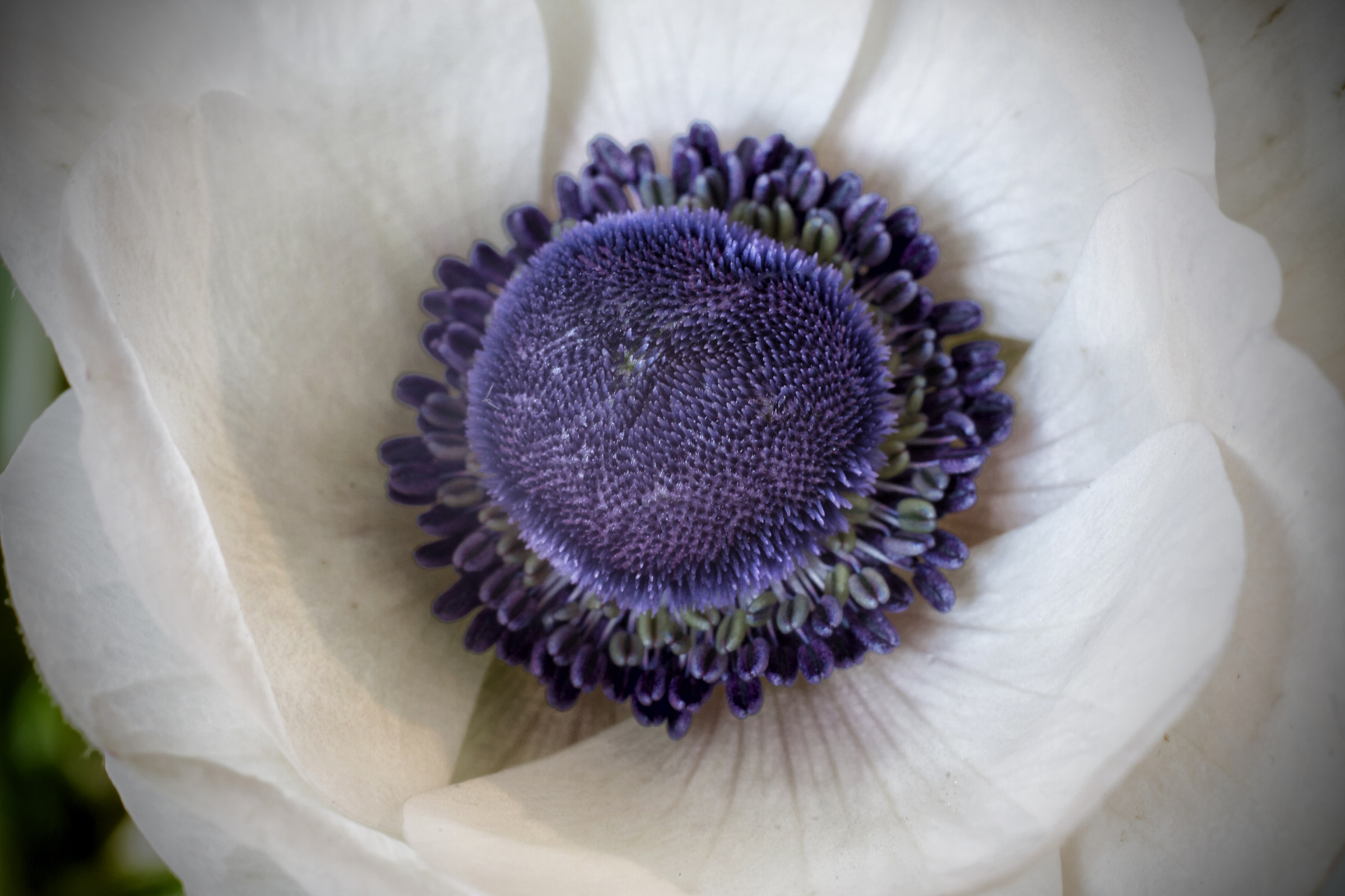 In the heart dell'anemone .....