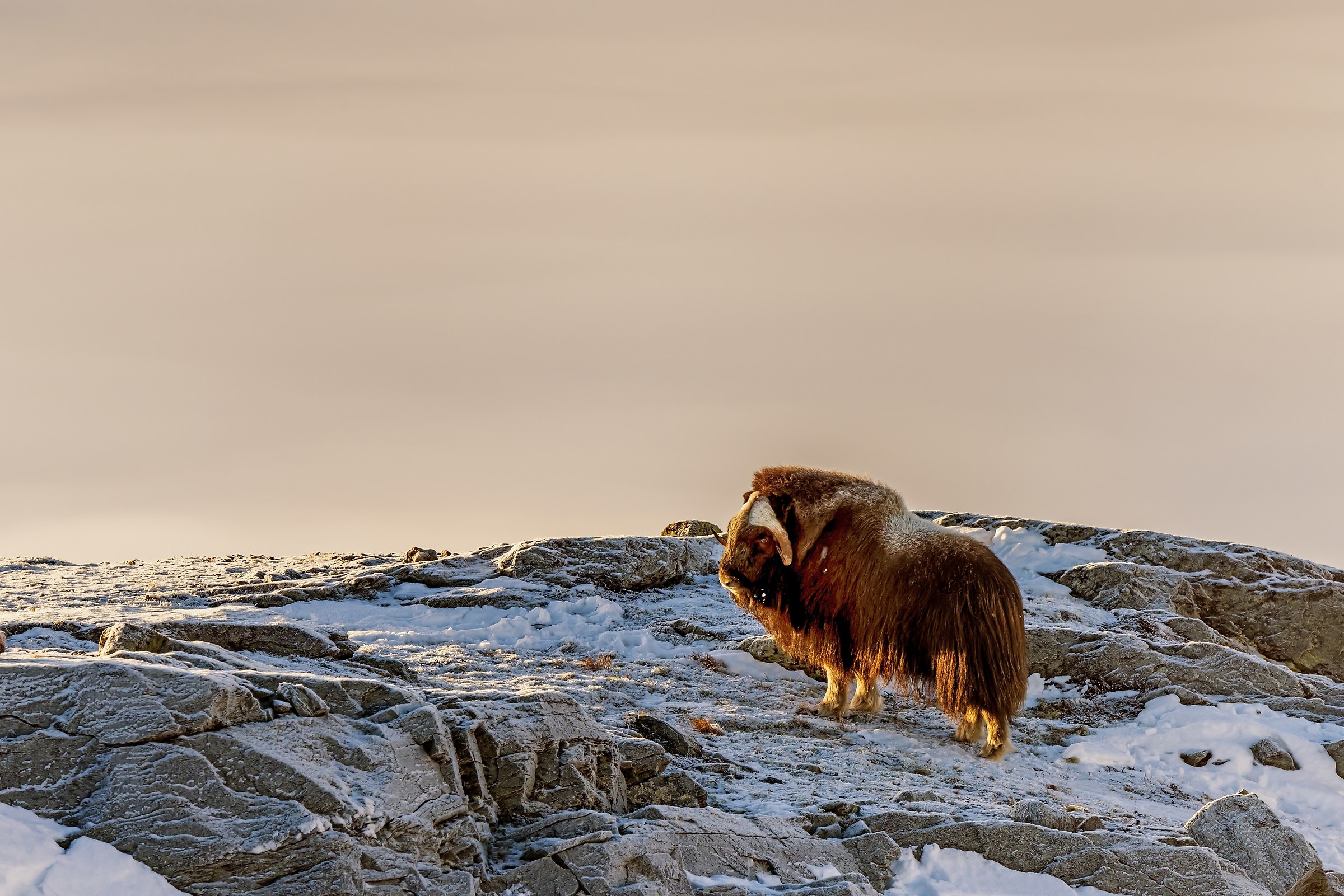 Dovrefjell 2017 - Musk ox, tra il cielo e il gelo