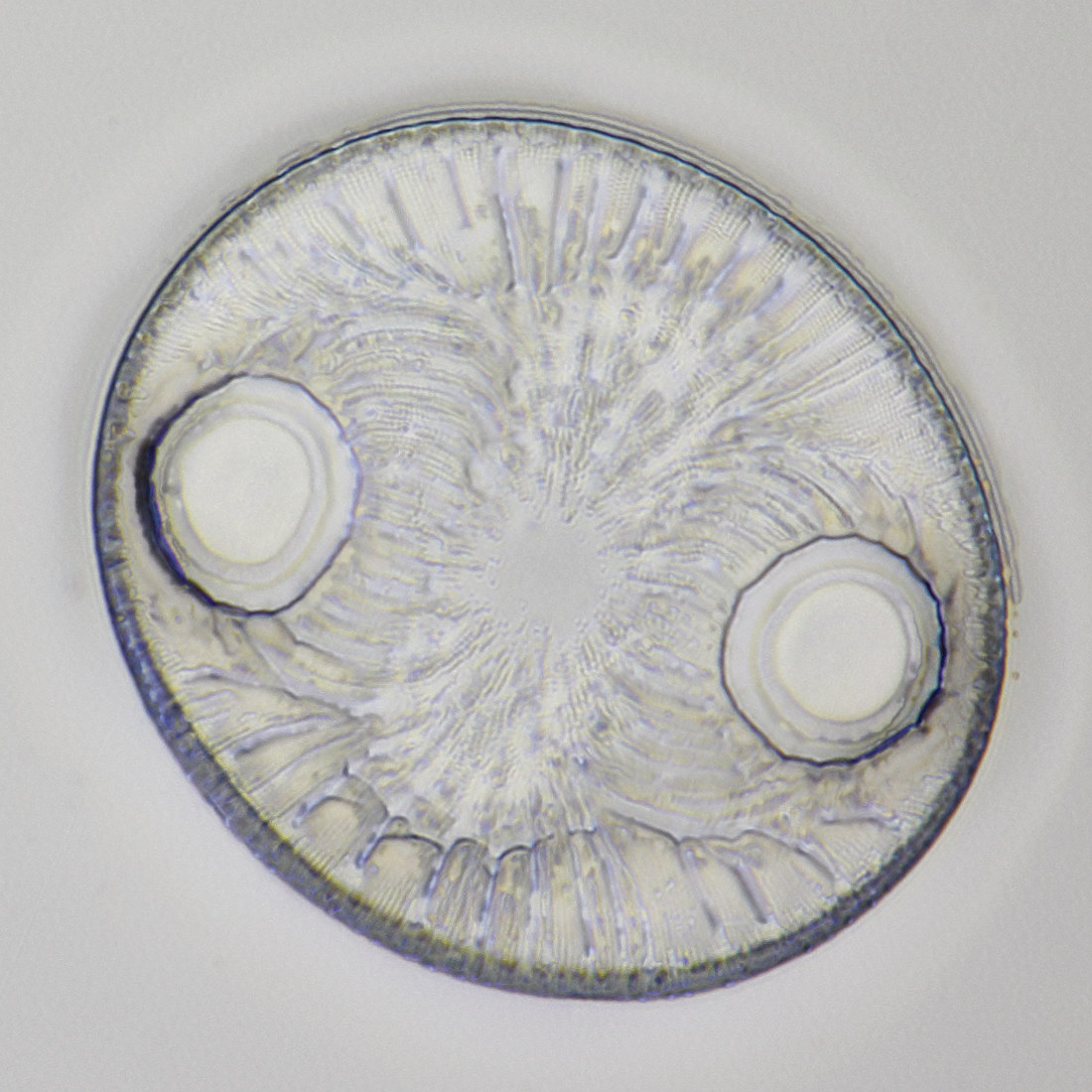 Diatom 4, stack