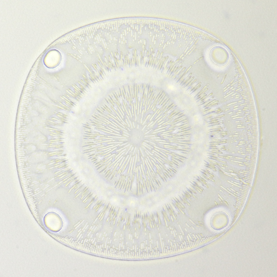 Diatom 8, single photo