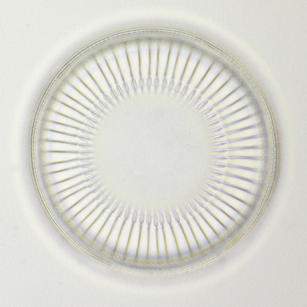 Diatoimea 10, single photo