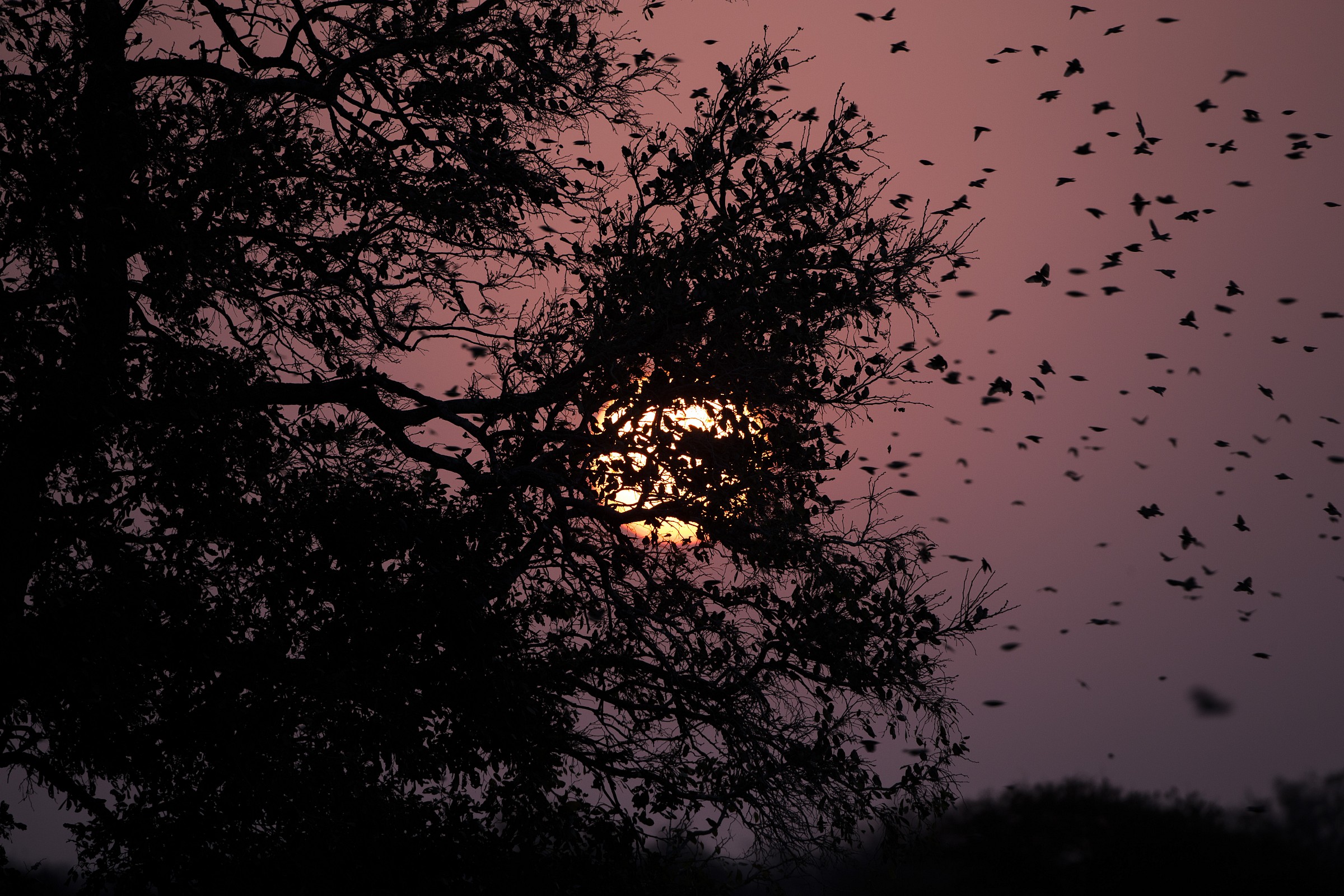 Birds at sunset