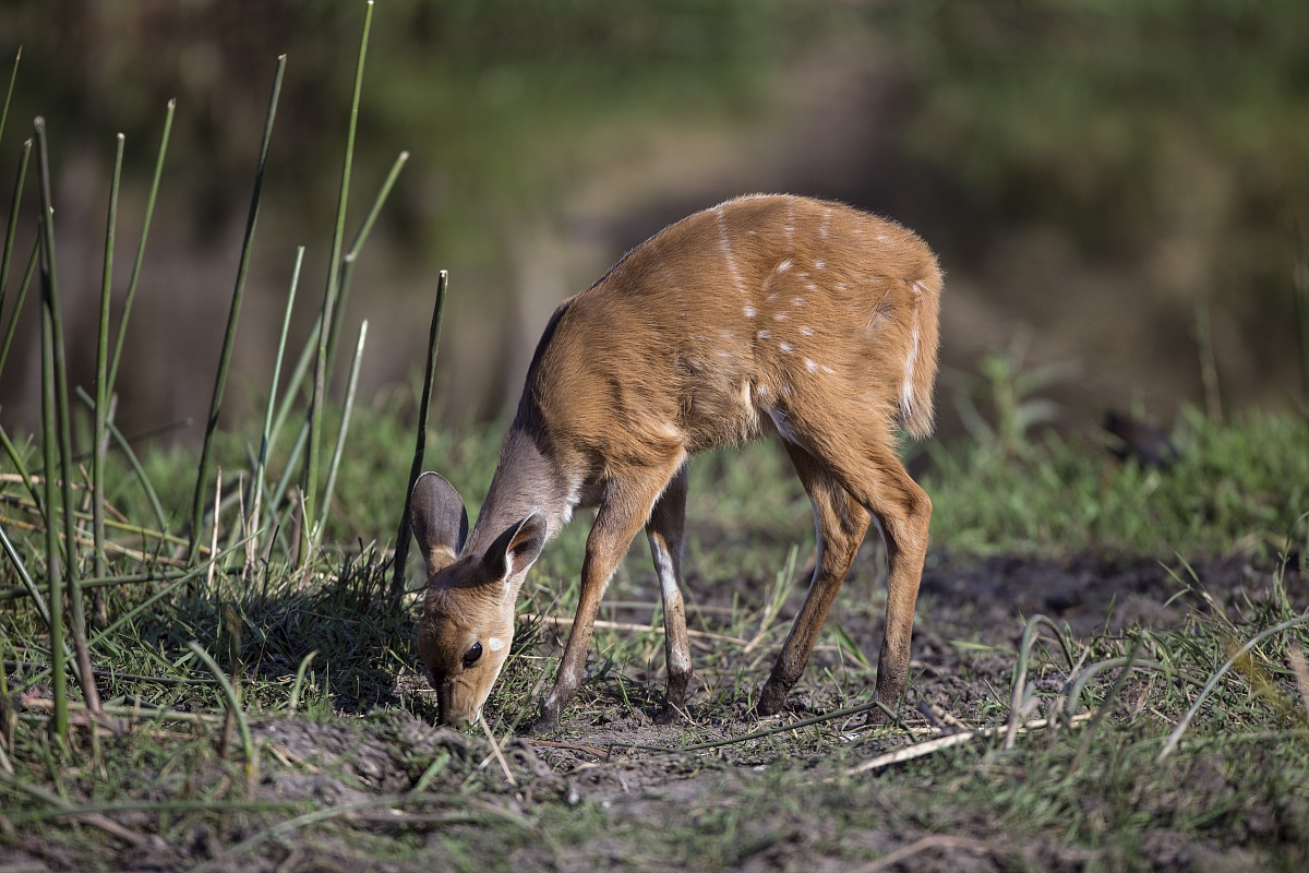 Bushbuck