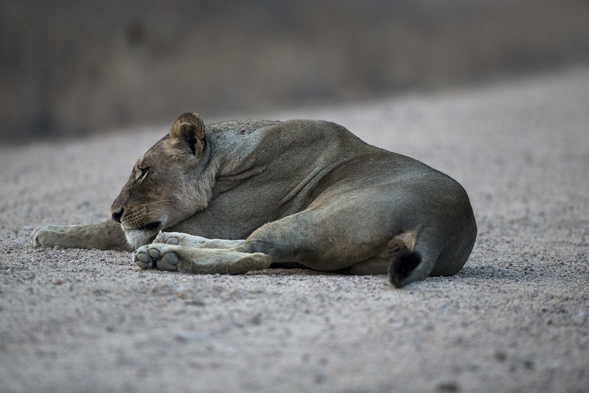 Lion sprawled in the street