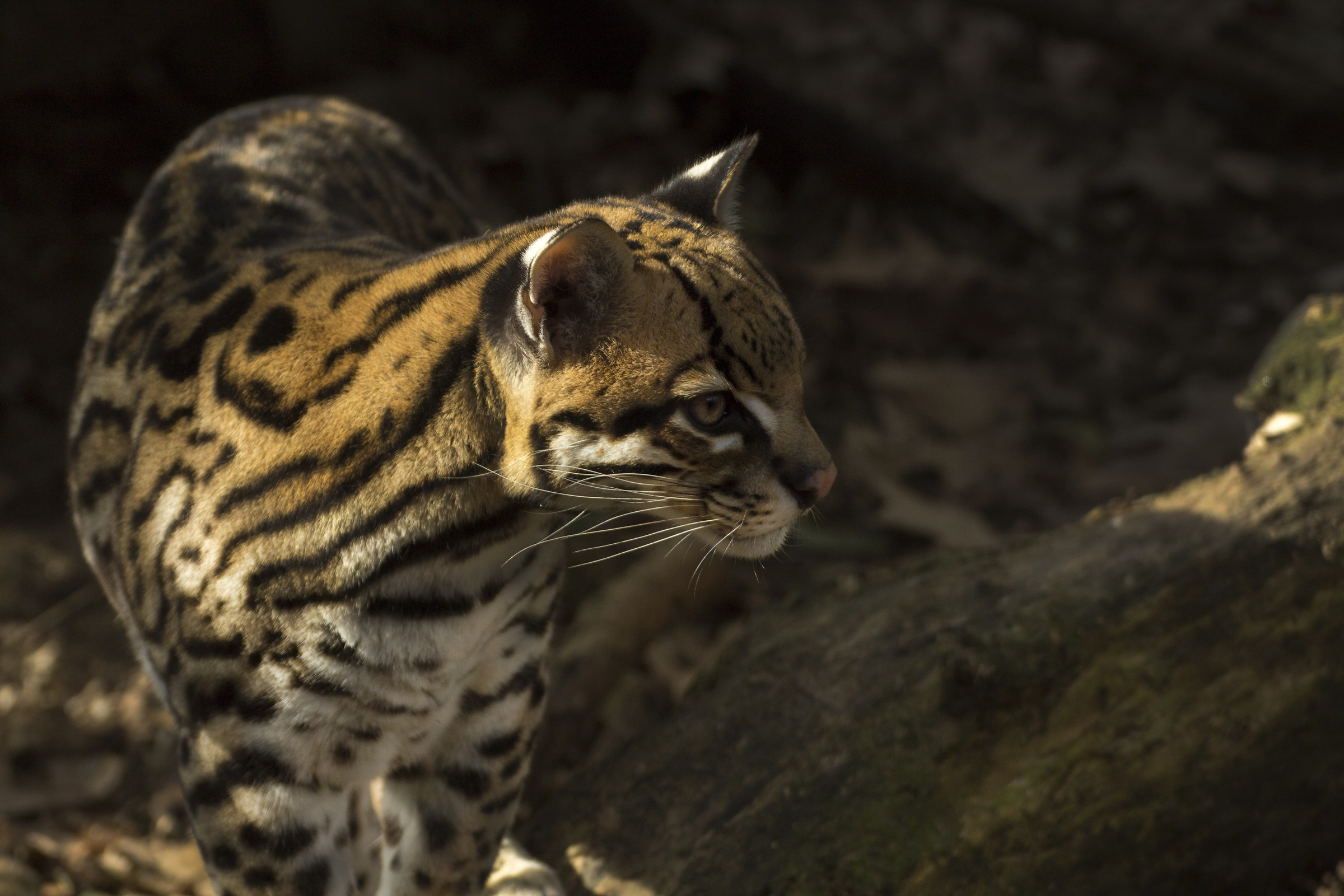 Ocelot