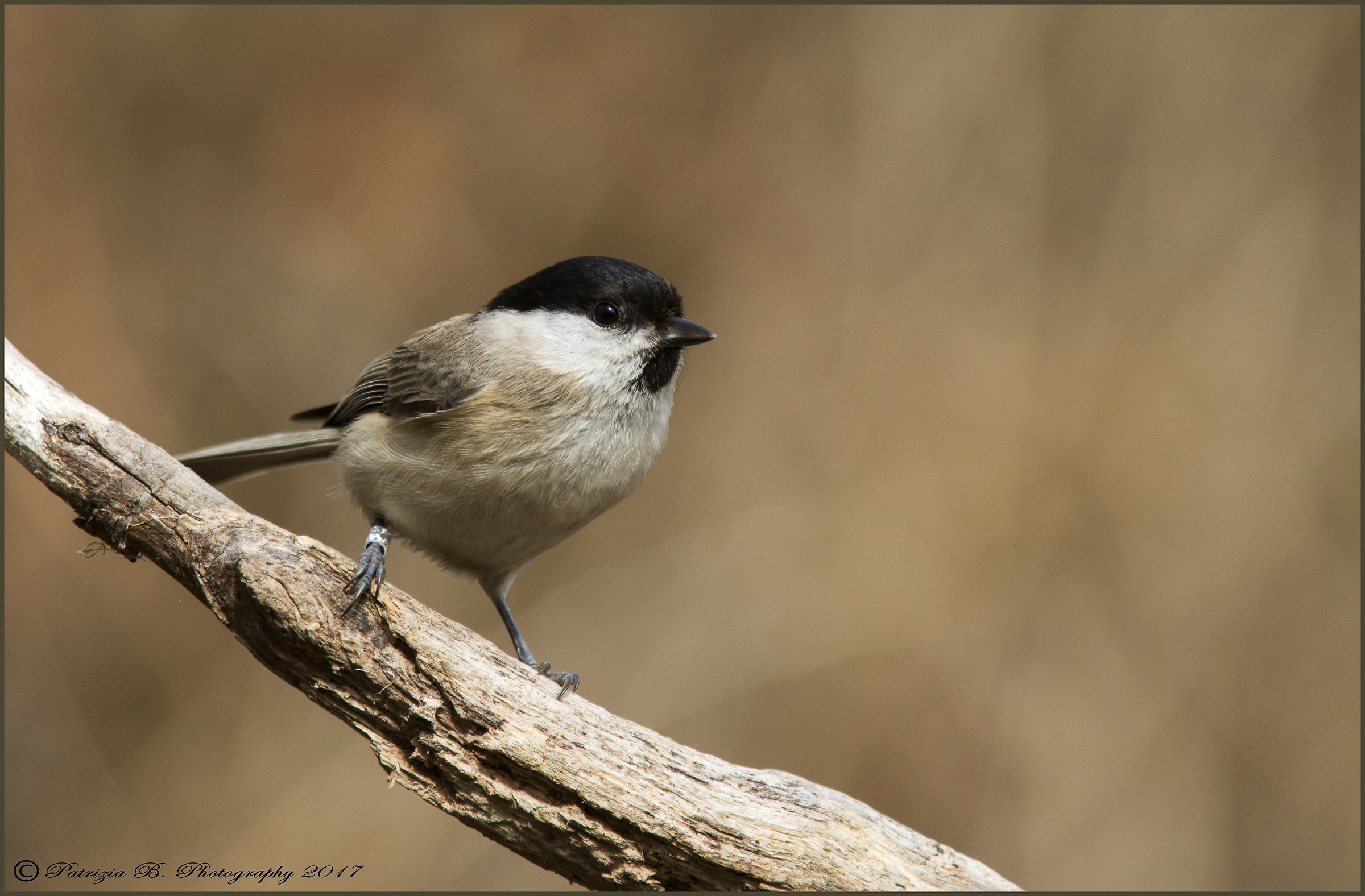 Marsh Tit