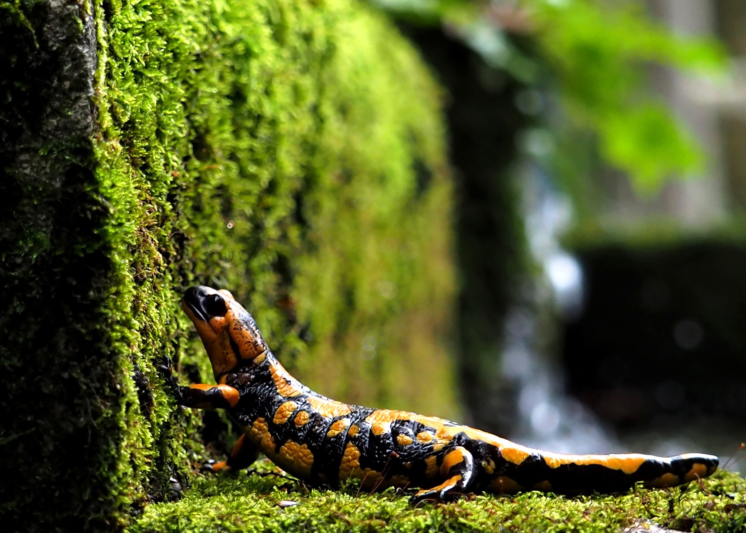Salamandra