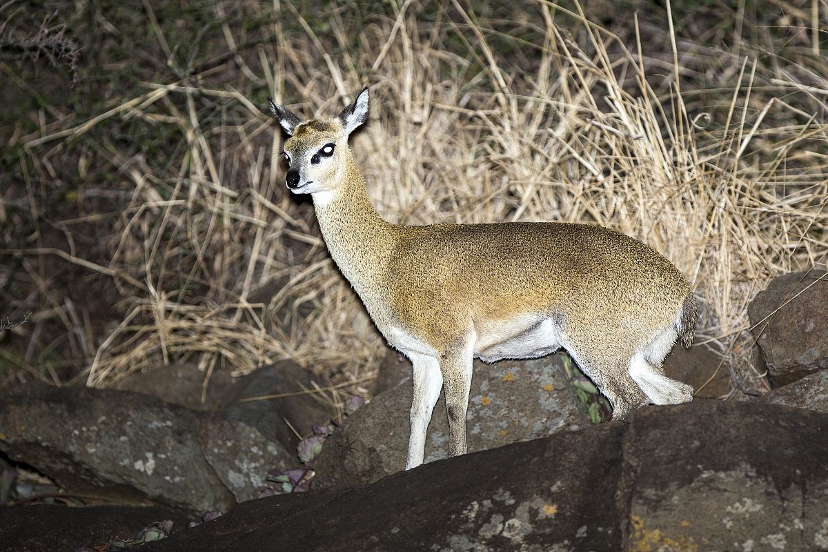 Klipspringer at night