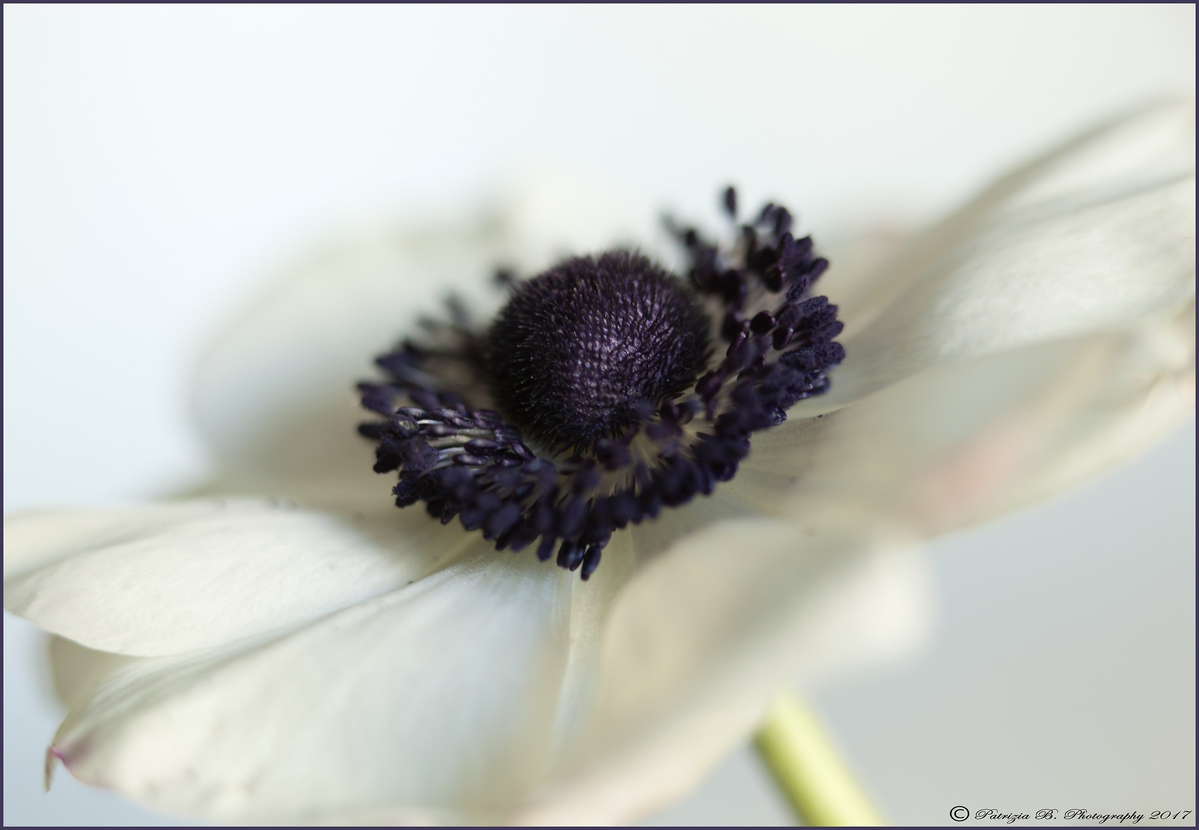 white anemone.