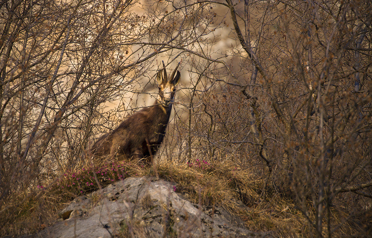 Chamois