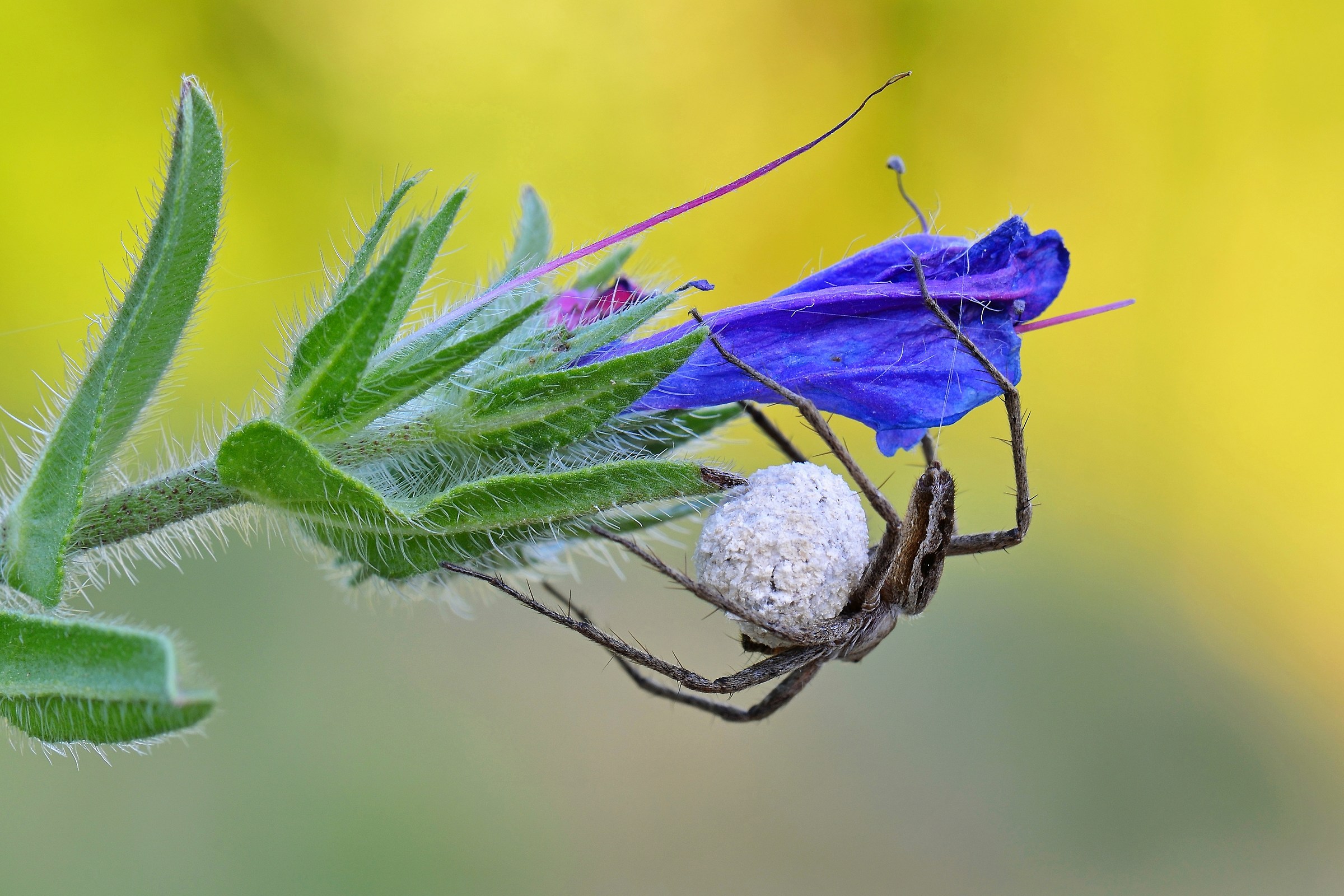 Pisaura mirabilis, Pisauride con cocoon