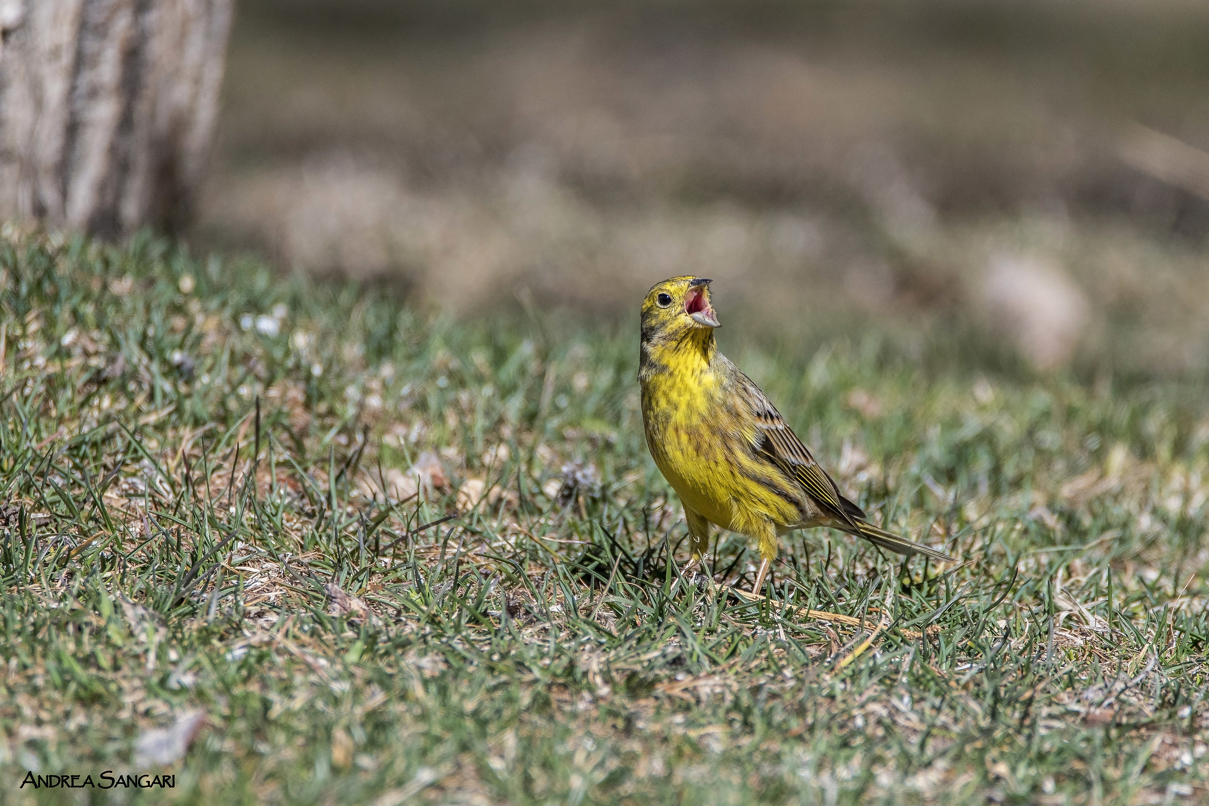 Zigolo giallo canterino