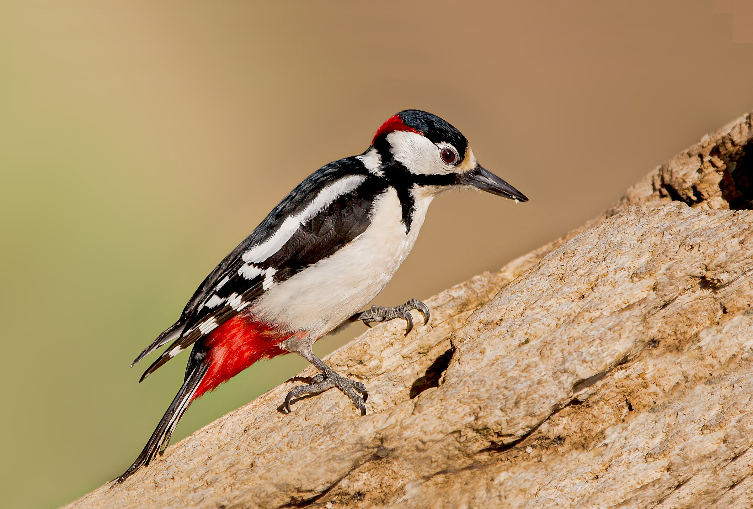 Great Spotted Woodpecker Male