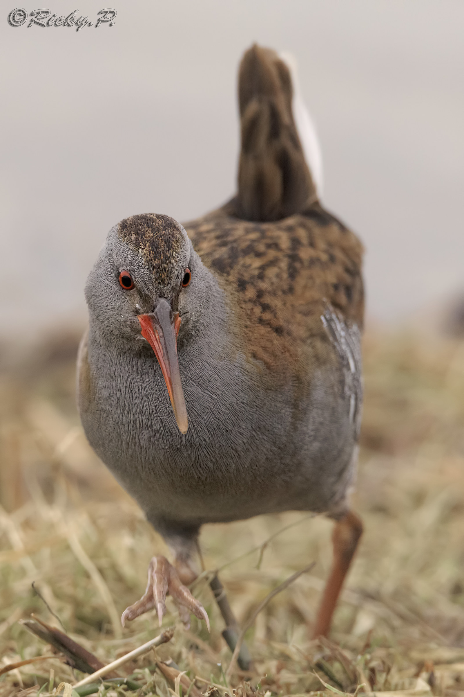 Water Rail