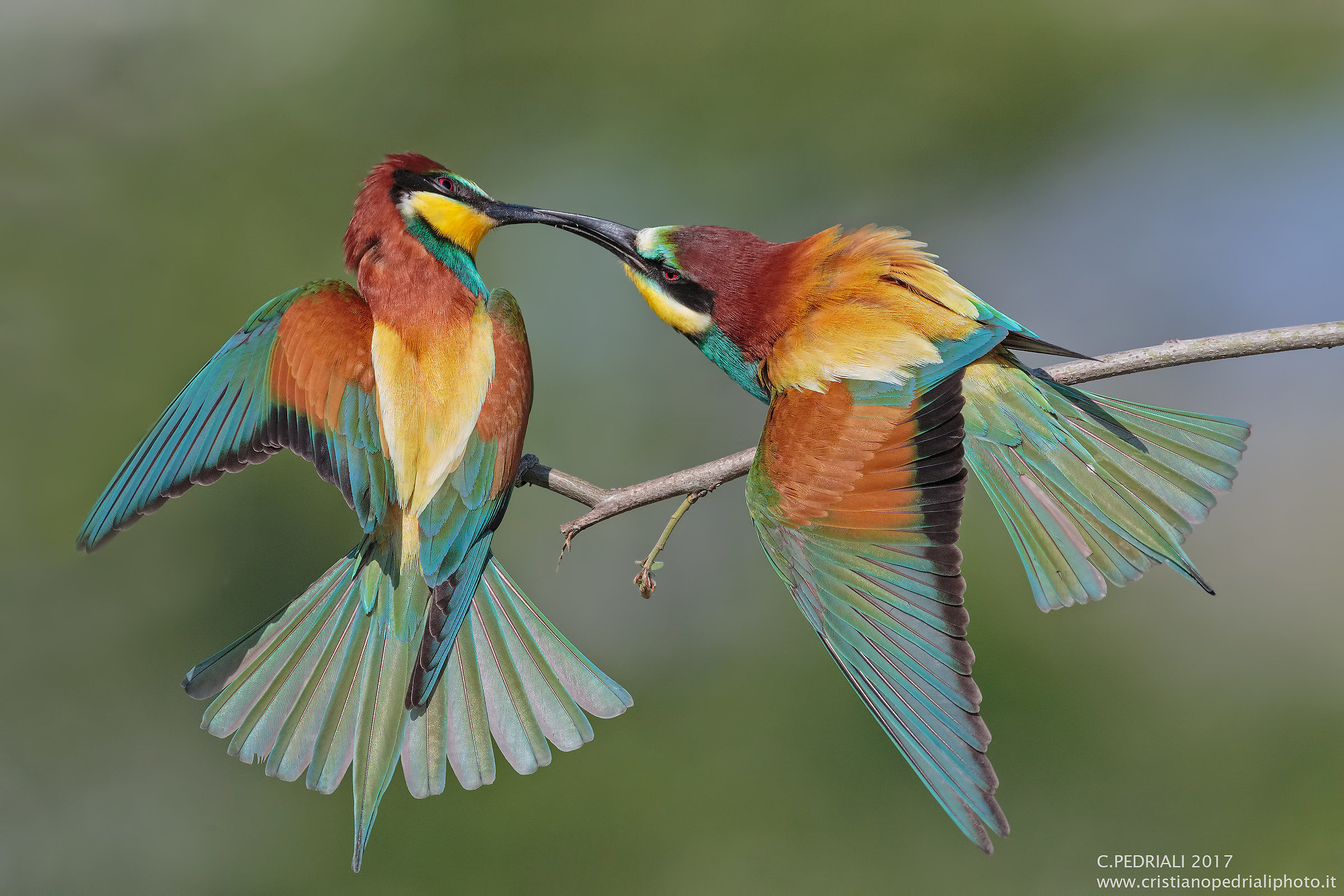 Waiting for the bee-eaters ...