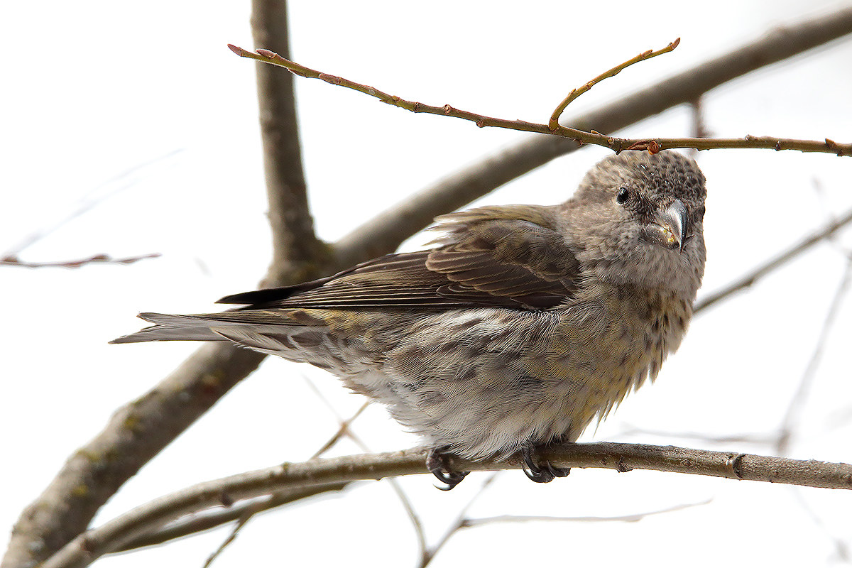 cruises posed and attentive