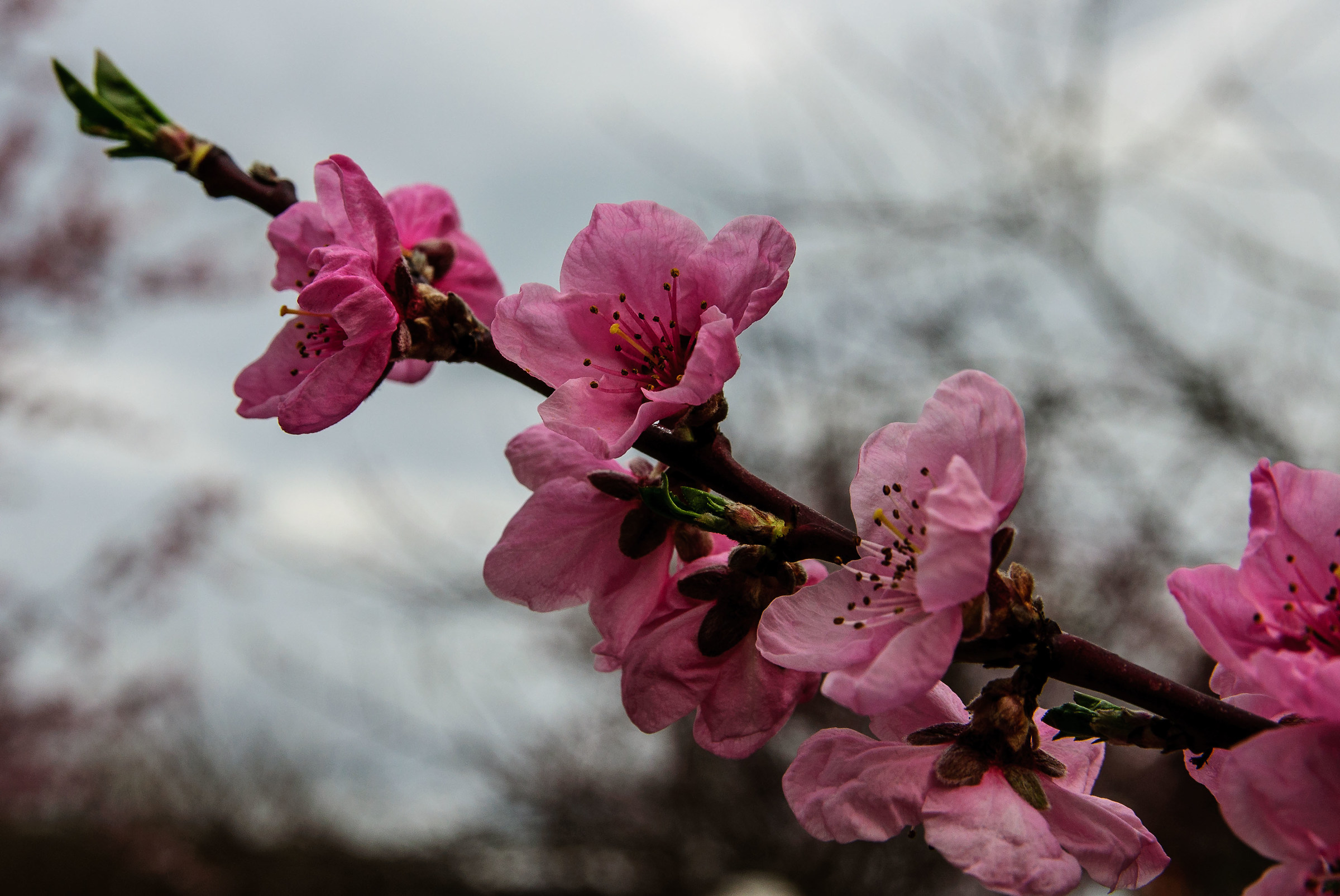 pink flowers ..... peach blossoms