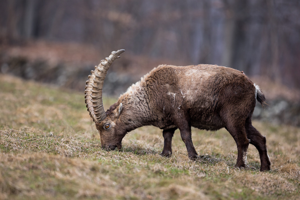 Male mountain goat grazing ...