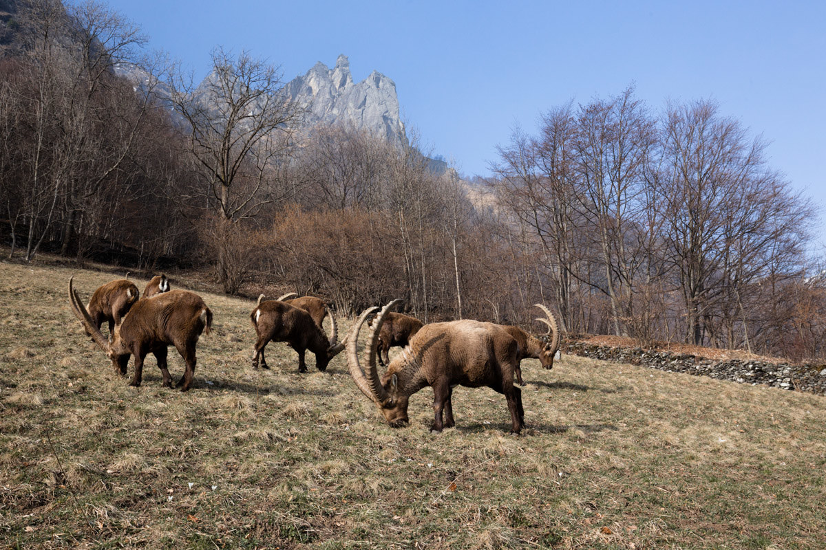 Small herd of male goats grazing ...