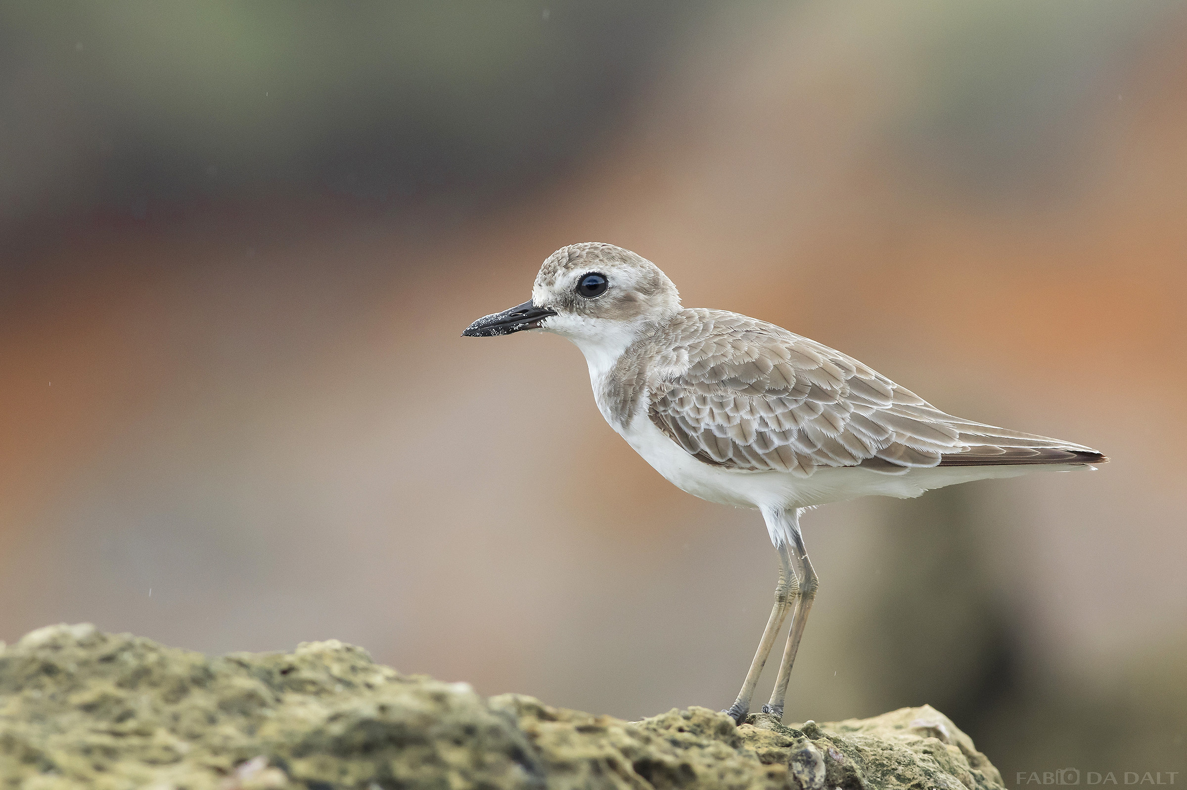 Corriere di Leschenault