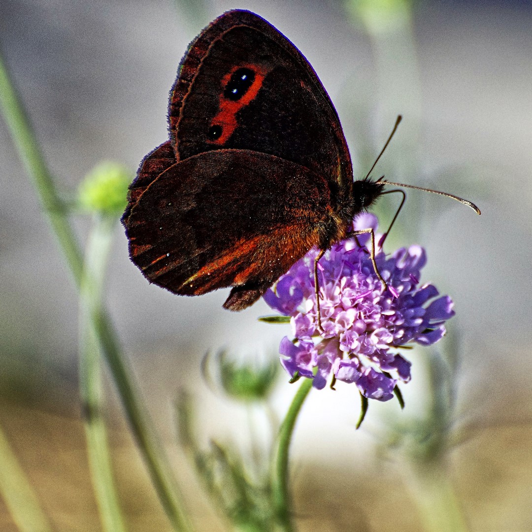 and 'Spring are coming