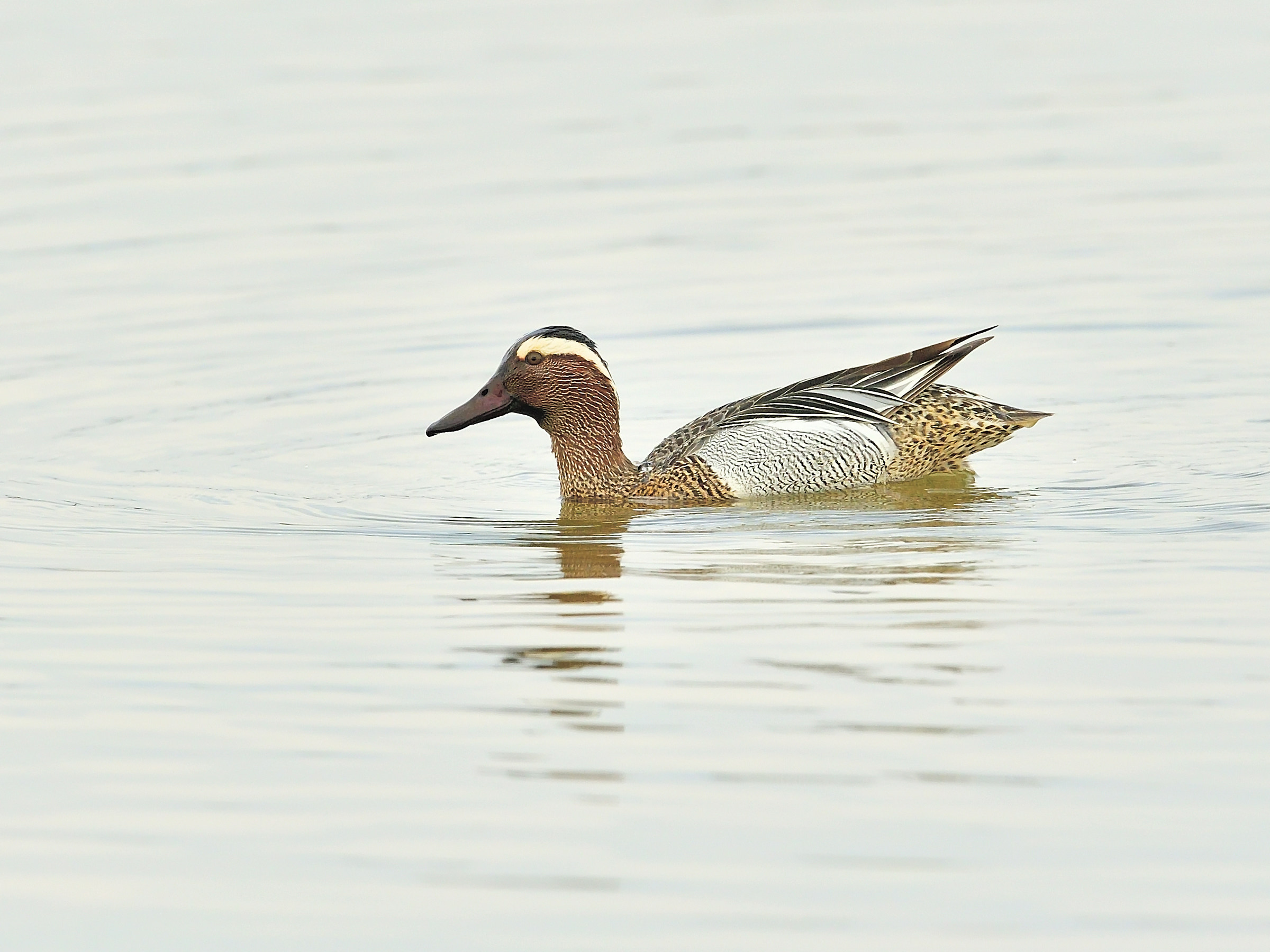 garganey