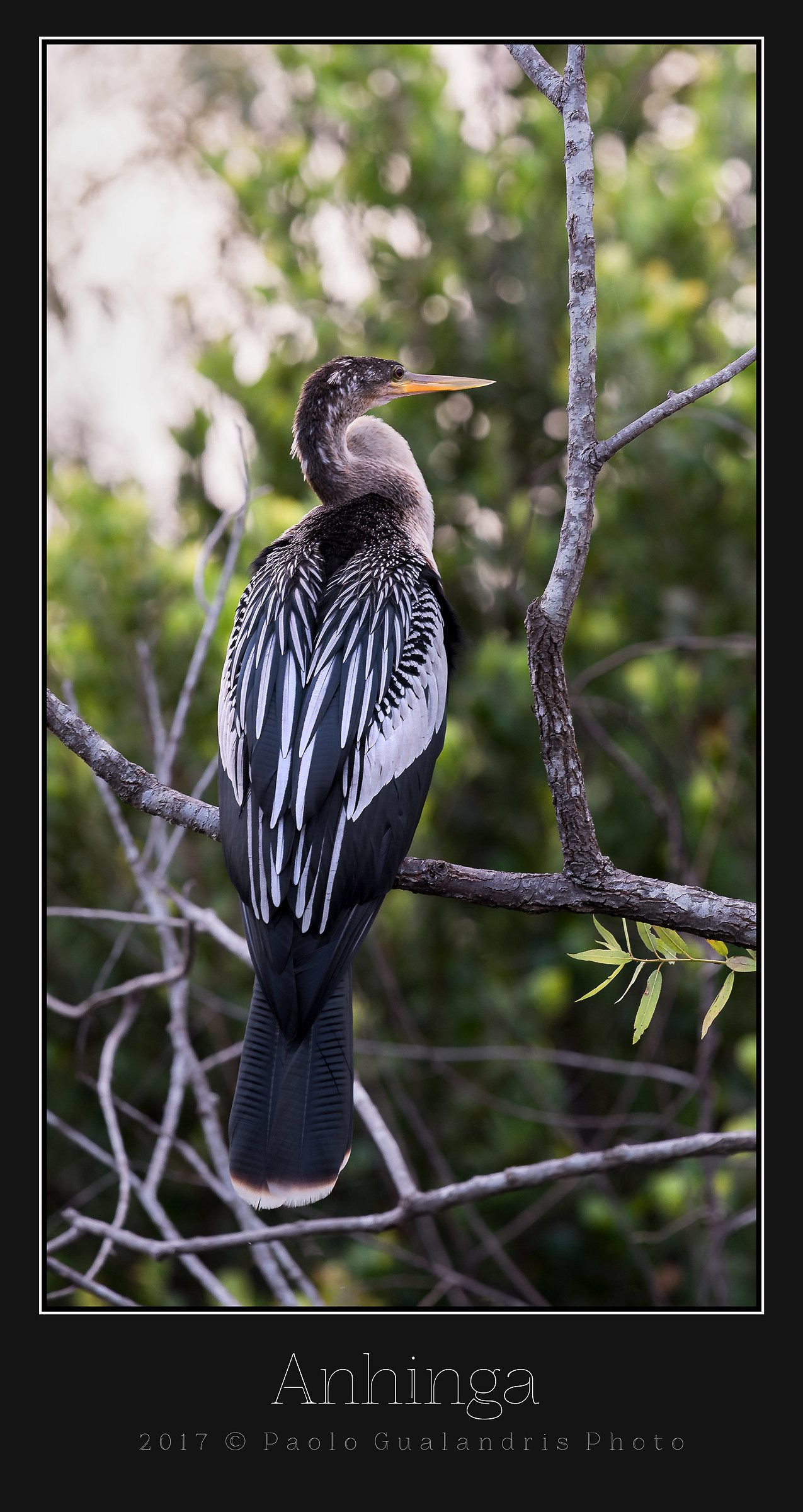 Anhinga